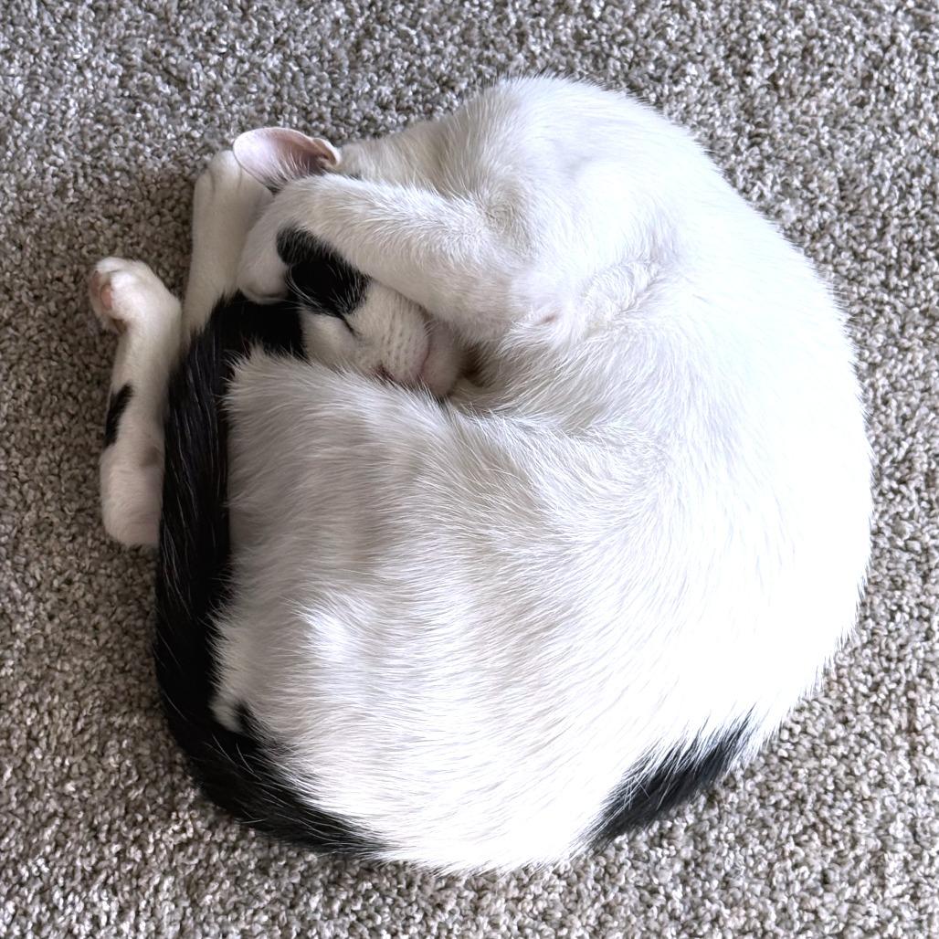 Skronkly — thumbnail 3