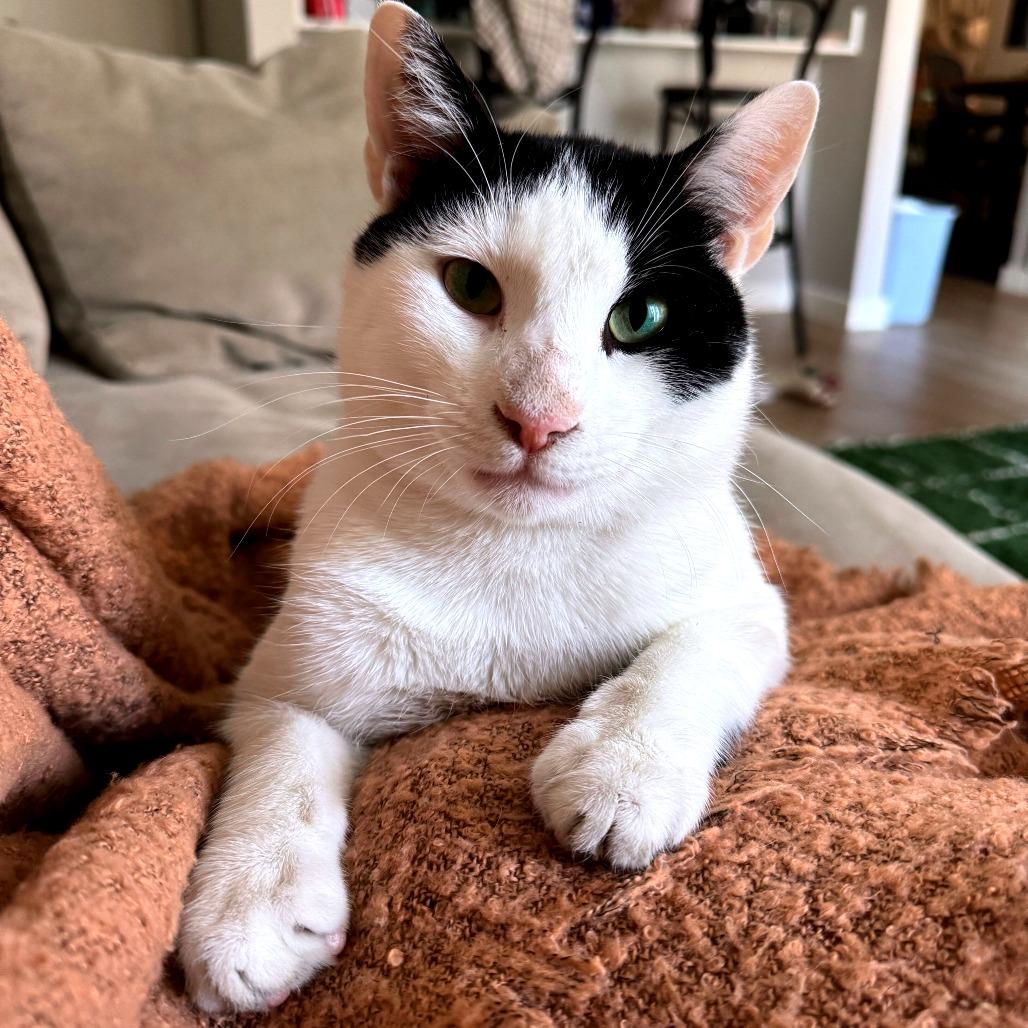 Enlarge Skronkly, a Adoptable Domestic Short Hair in Austin, TX image 4/6