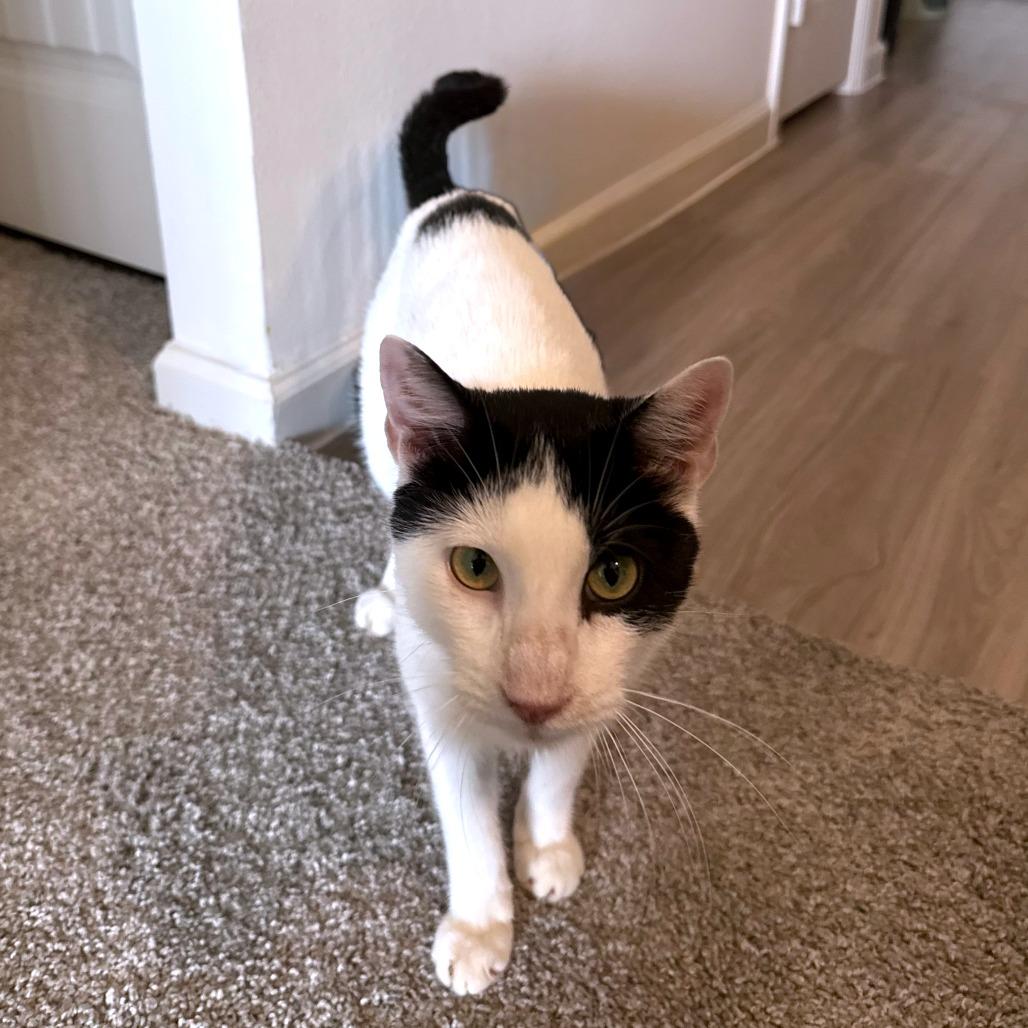 Enlarge Skronkly, a Adoptable Domestic Short Hair in Austin, TX image 5/6