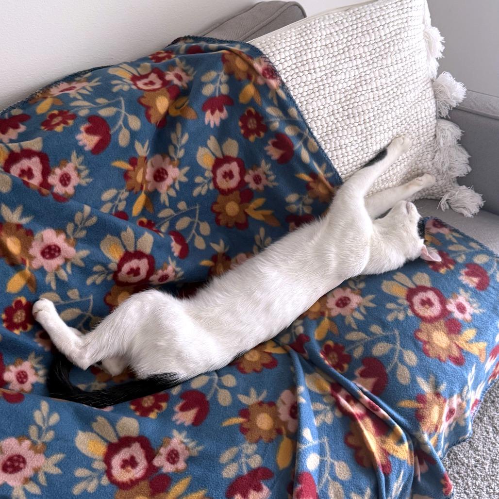 Enlarge Skronkly, a Adoptable Domestic Short Hair in Austin, TX image 6/6