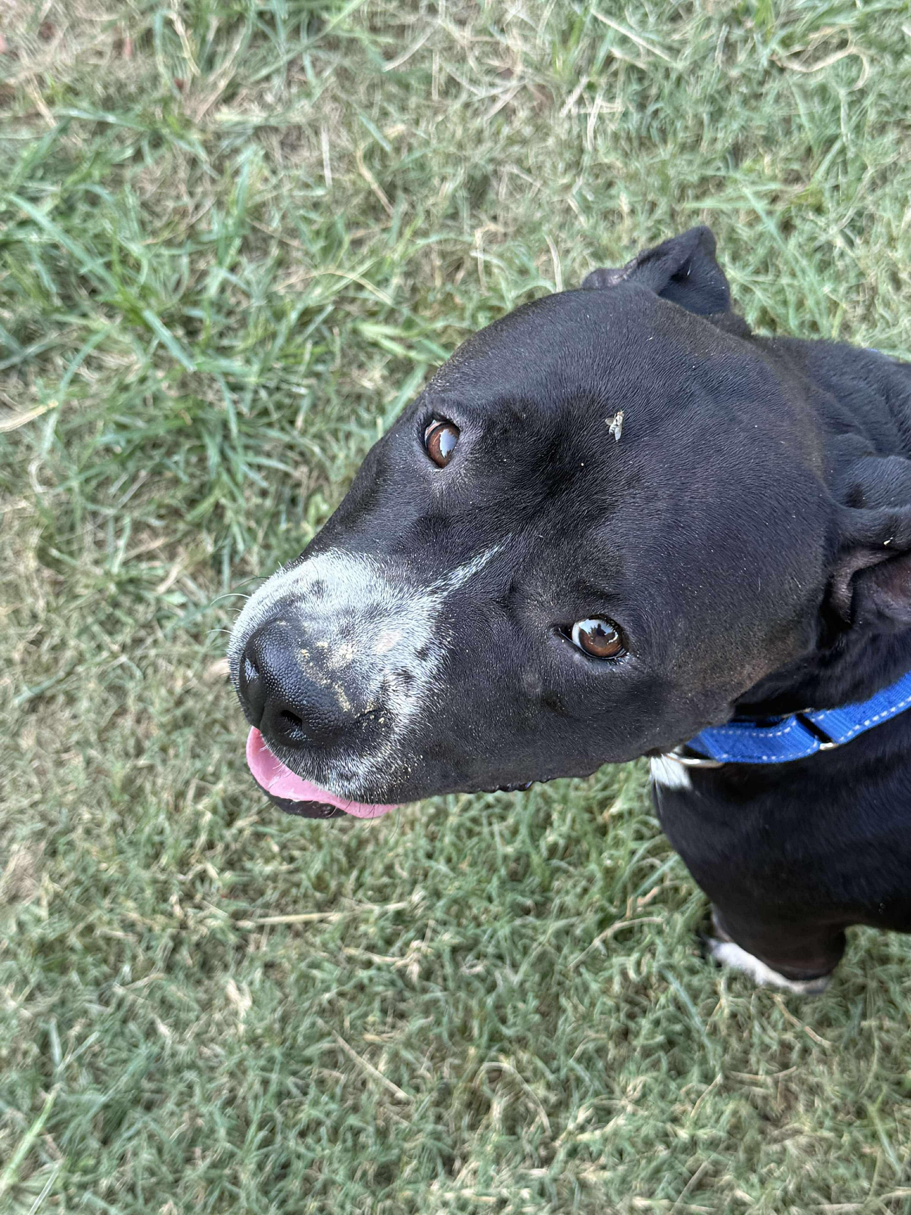 Peggy Sue, a Adoptable Pit Bull Terrier in The Dalles, OR image 3/6