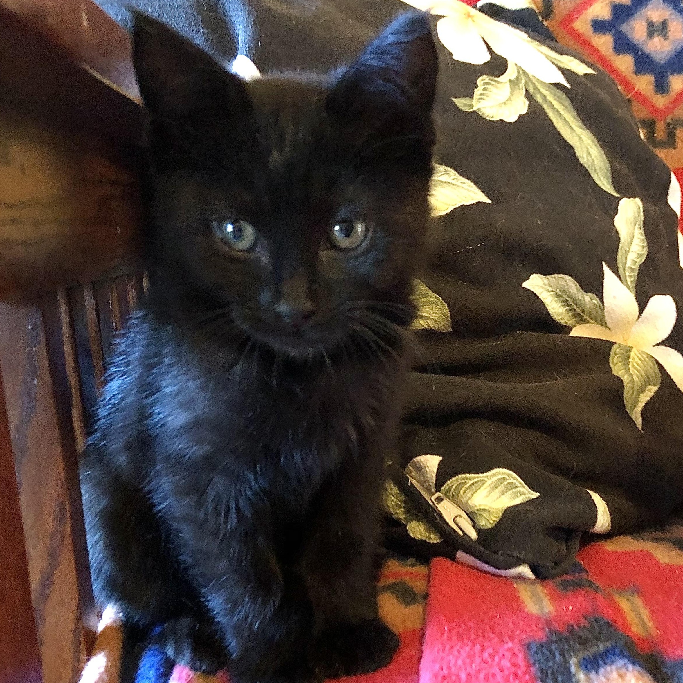 Moonstone & Halfling, a Adoptable mixed breed in Ventura, CA image 2/3