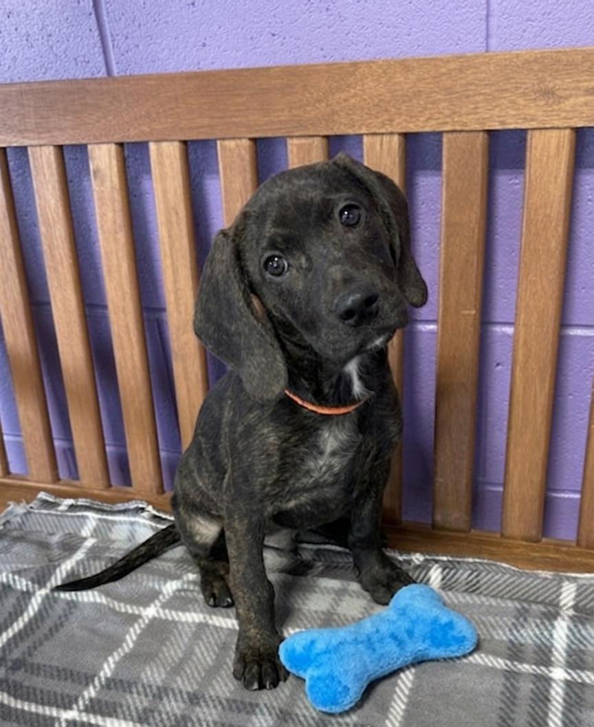 **TJ**, Adoptable, Puppy Male Hound & Terrier.