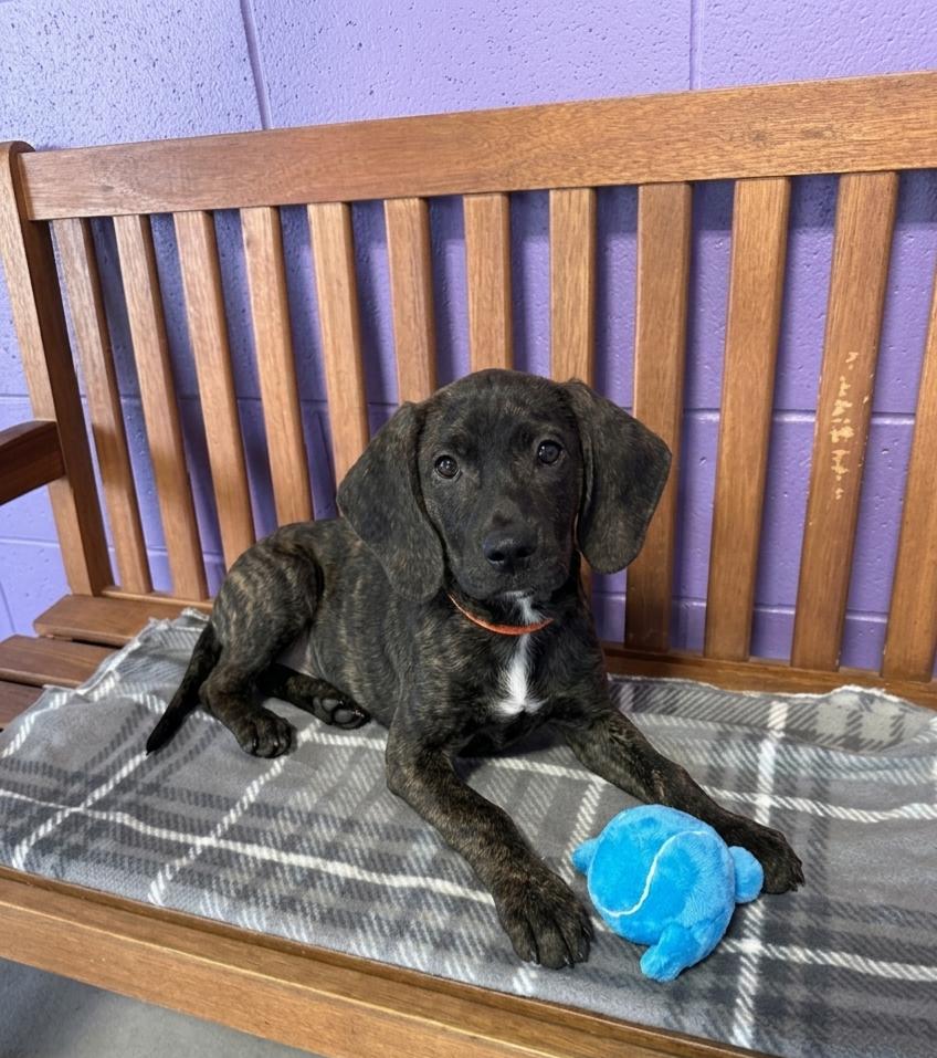 Enlarge **TJ**, a Adoptable mixed breed in North Prairie, WI image 2/3