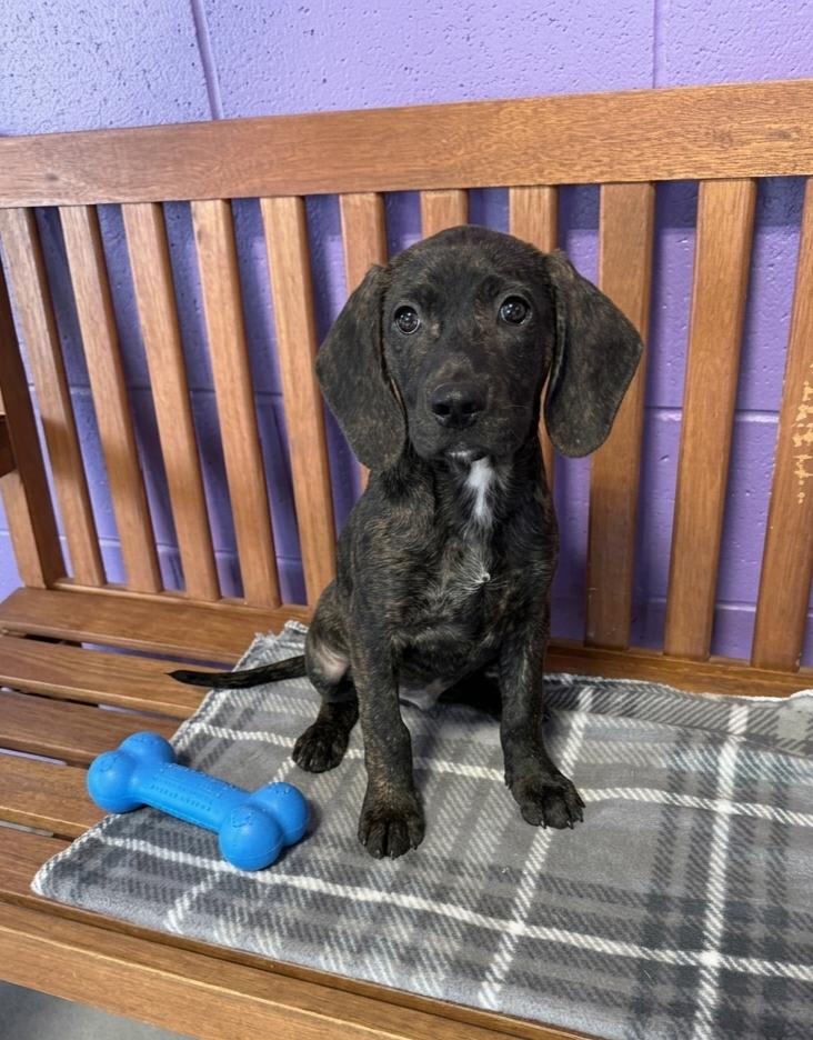 Enlarge **TJ**, a Adoptable mixed breed in North Prairie, WI image 3/3