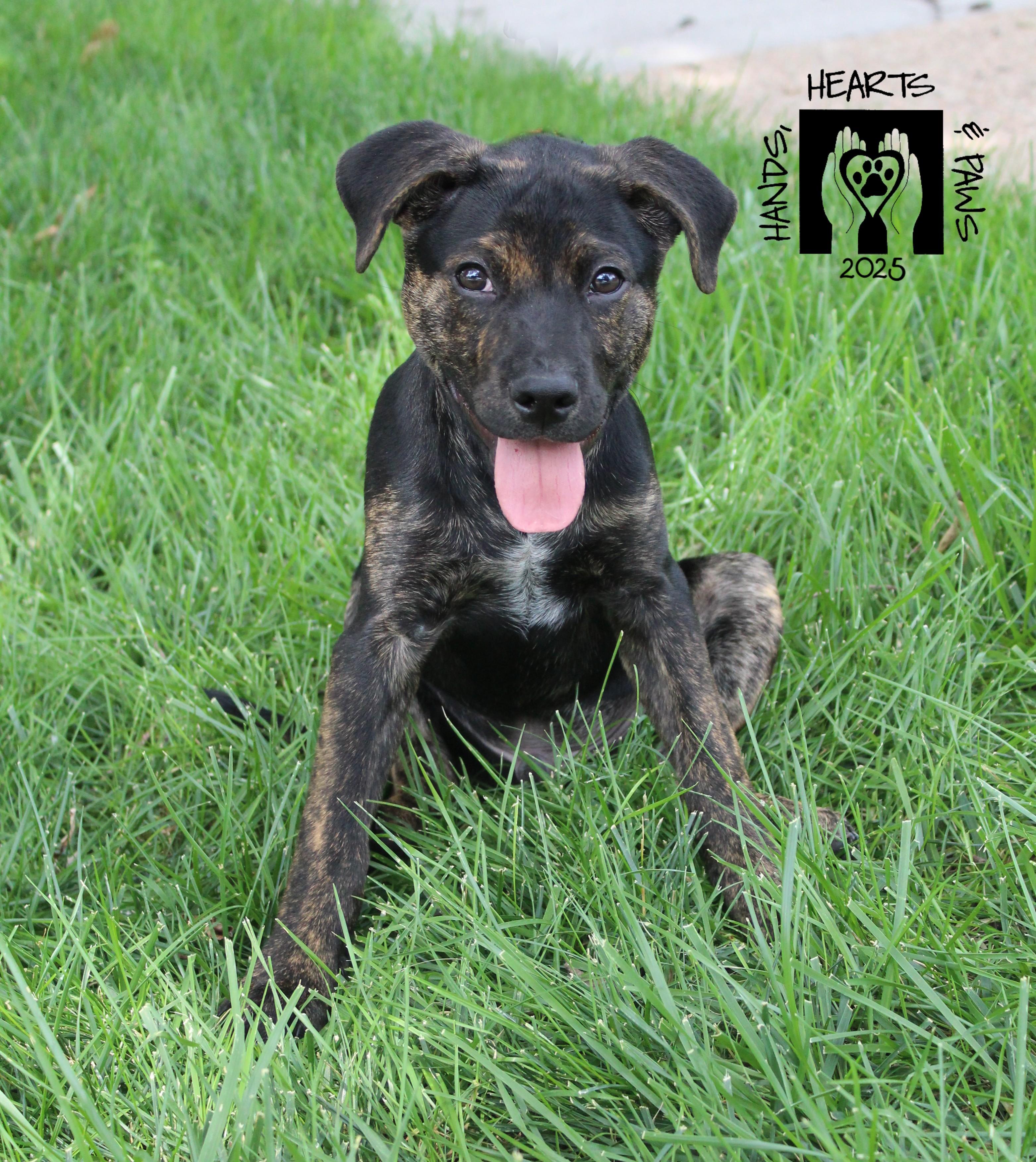 Destin, a Adoptable mixed breed in Omaha, NE image 1/5