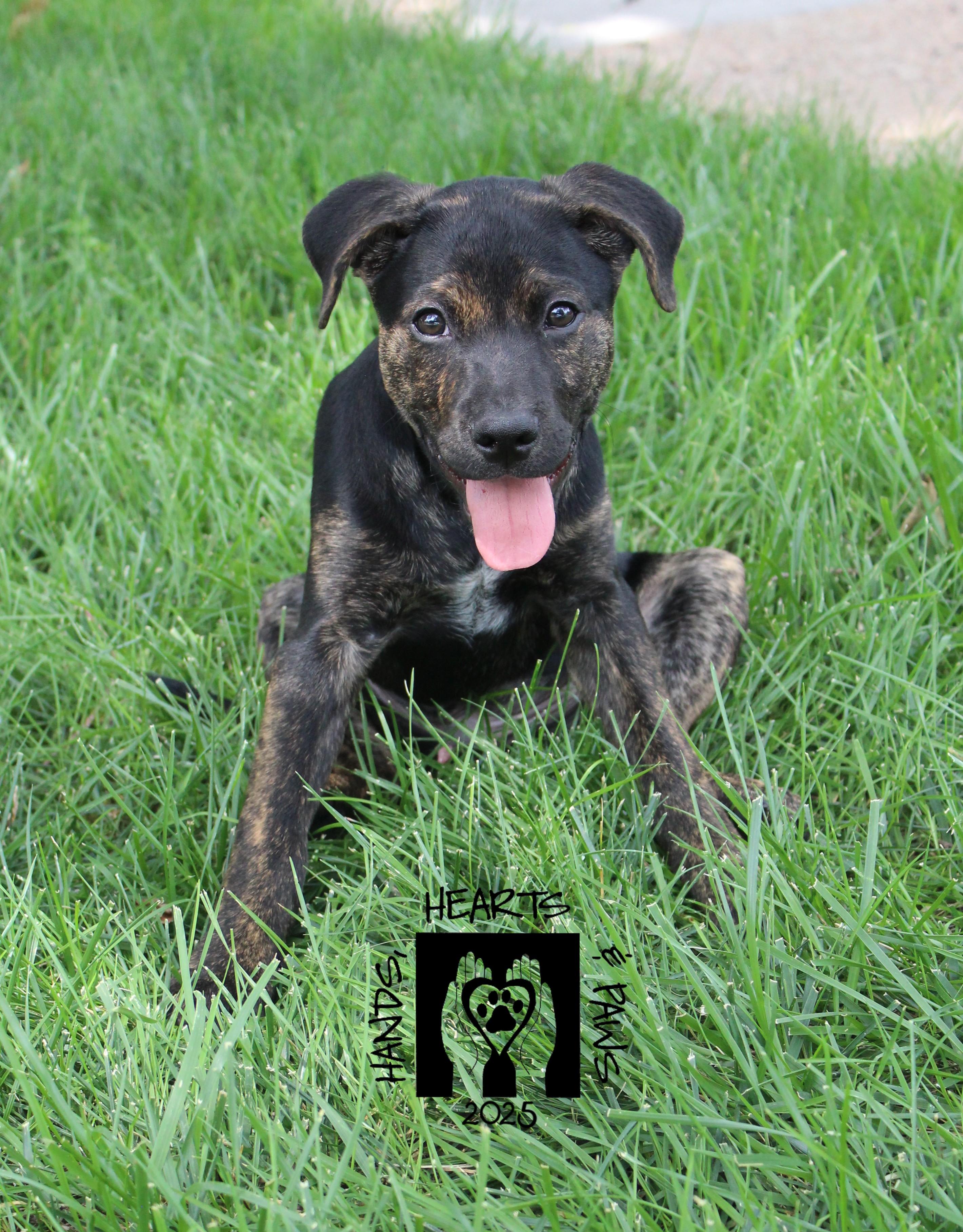 Destin, a Adoptable mixed breed in Omaha, NE image 2/5