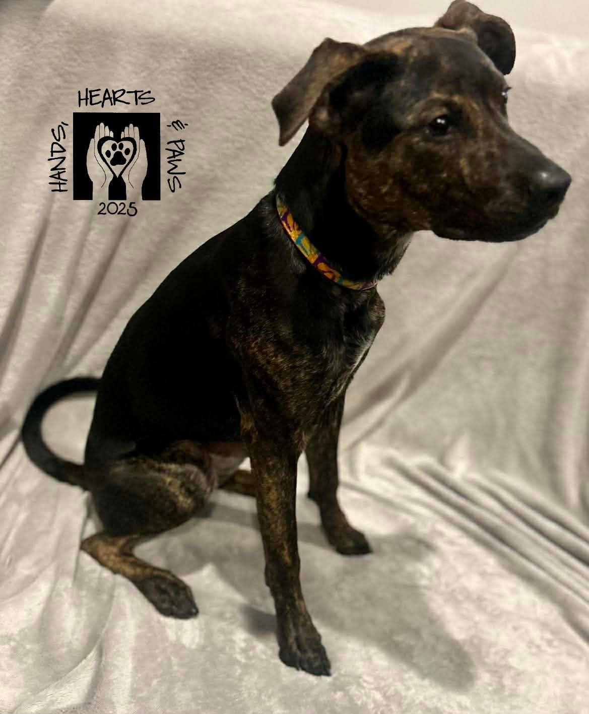 Destin, a Adoptable mixed breed in Omaha, NE image 3/5