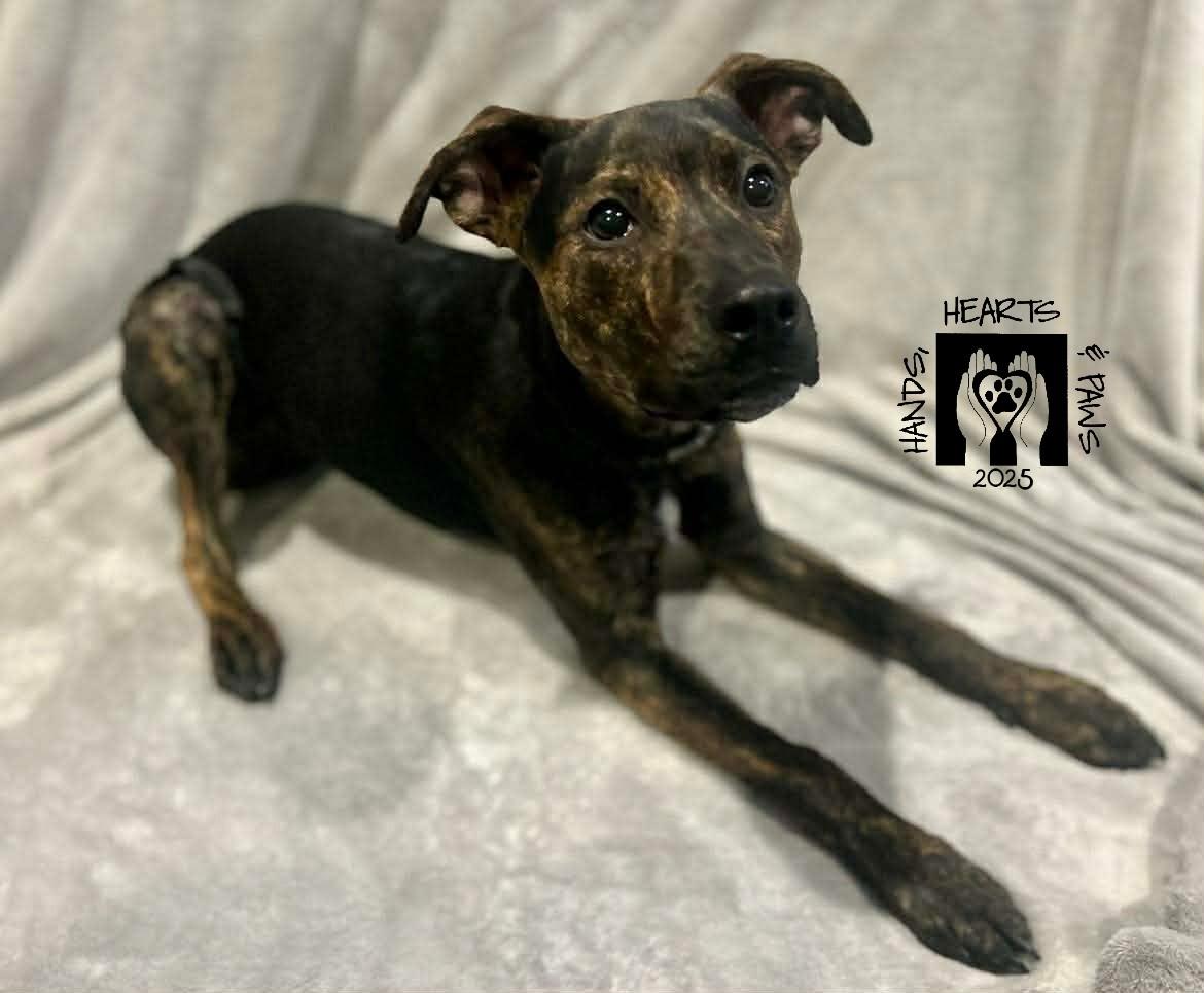 Destin, a Adoptable mixed breed in Omaha, NE image 4/5