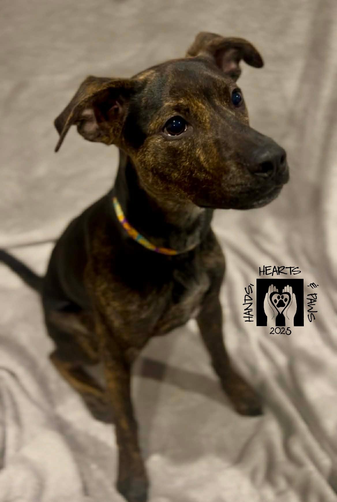 Destin, a Adoptable mixed breed in Omaha, NE image 5/5