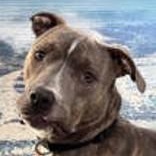 Carla, ADOPTABLE, Adult Female Pit Bull Terrier.