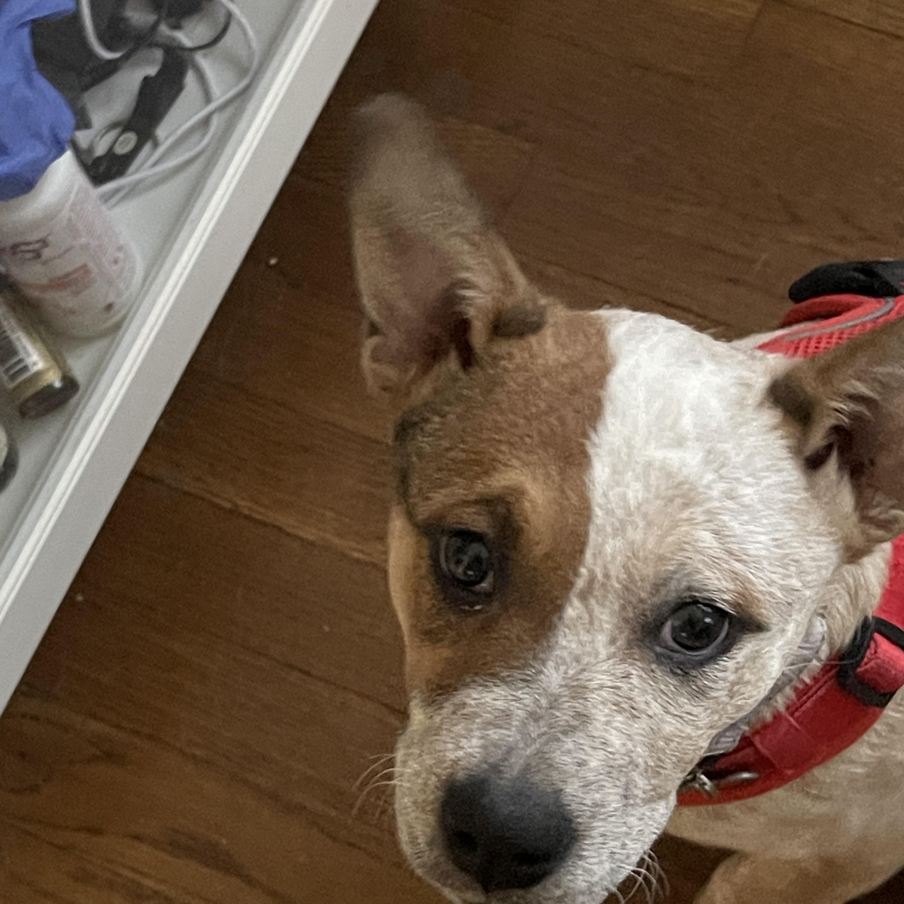 Enlarge Debbie, a ADOPTABLE mixed breed in Garden City, NY image 1/3