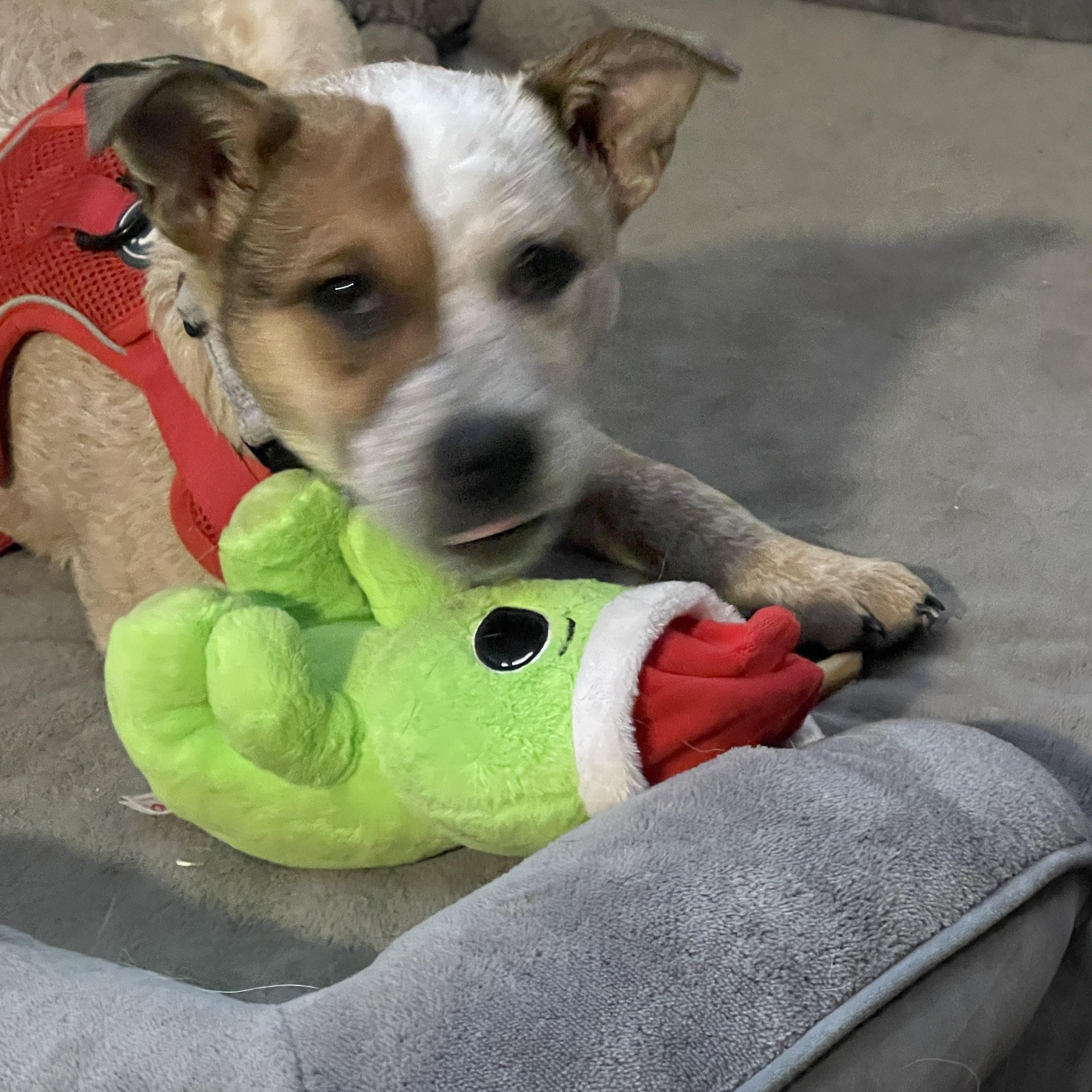 Enlarge Debbie, a ADOPTABLE mixed breed in Garden City, NY image 2/3