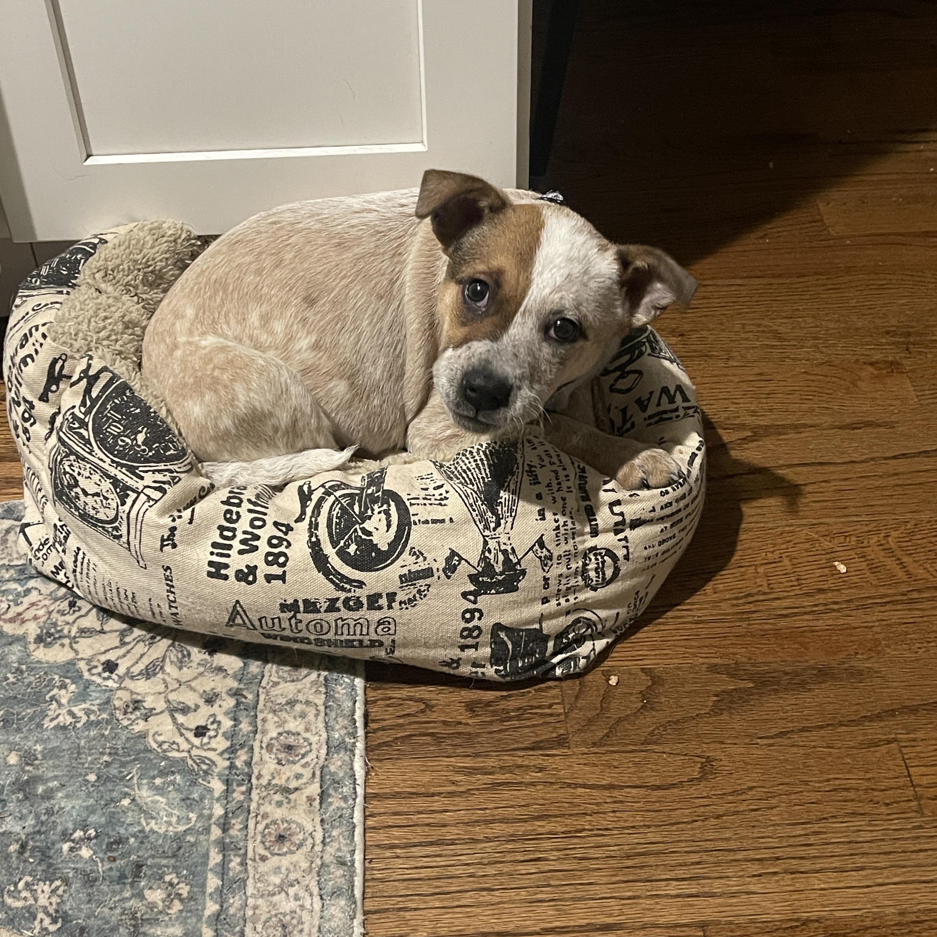 Enlarge Debbie, a ADOPTABLE mixed breed in Garden City, NY image 3/3