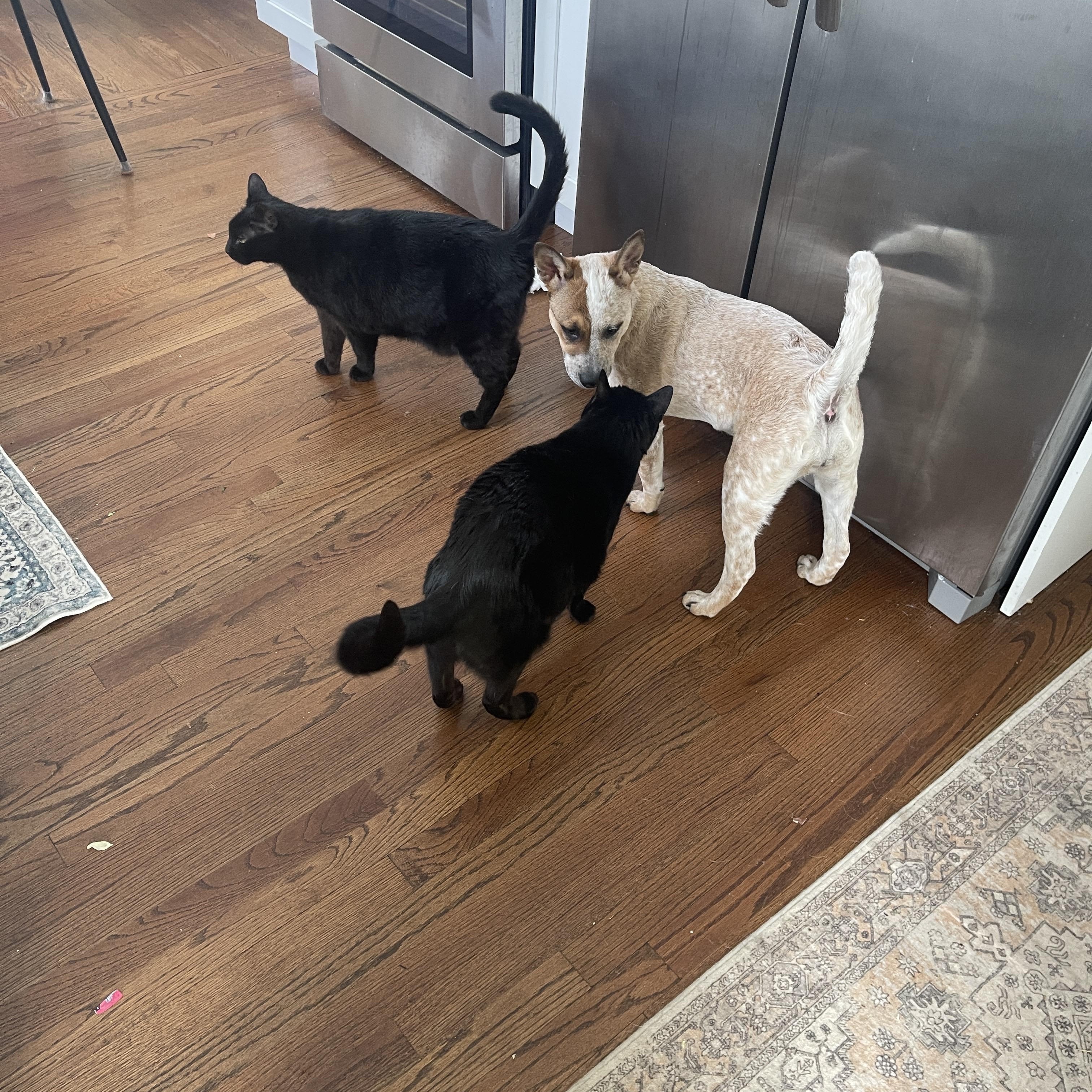 Enlarge Debbie, an adopted mixed breed in Garden City, NY image 4/4