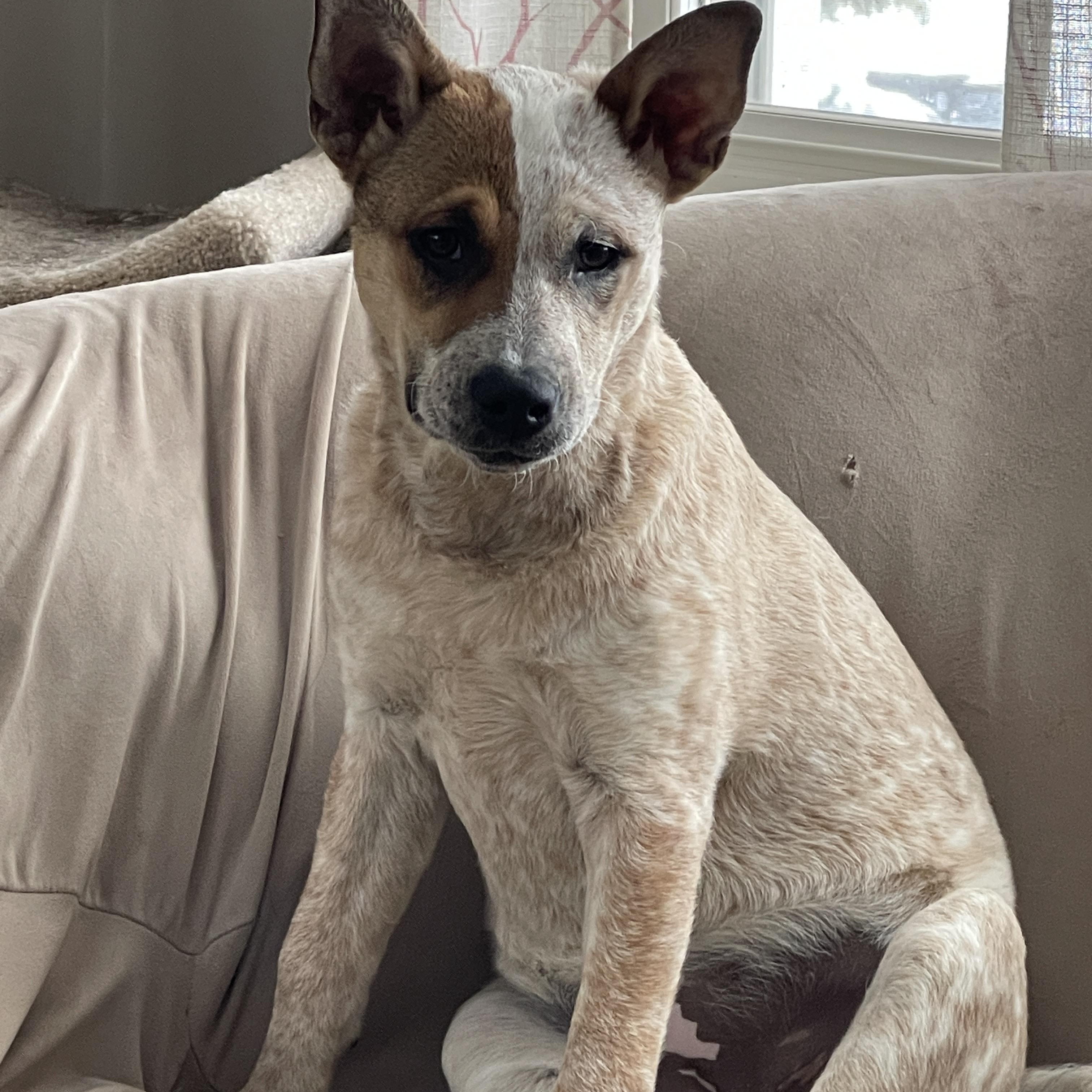 Enlarge Debbie, an adopted mixed breed in Garden City, NY image 1/4