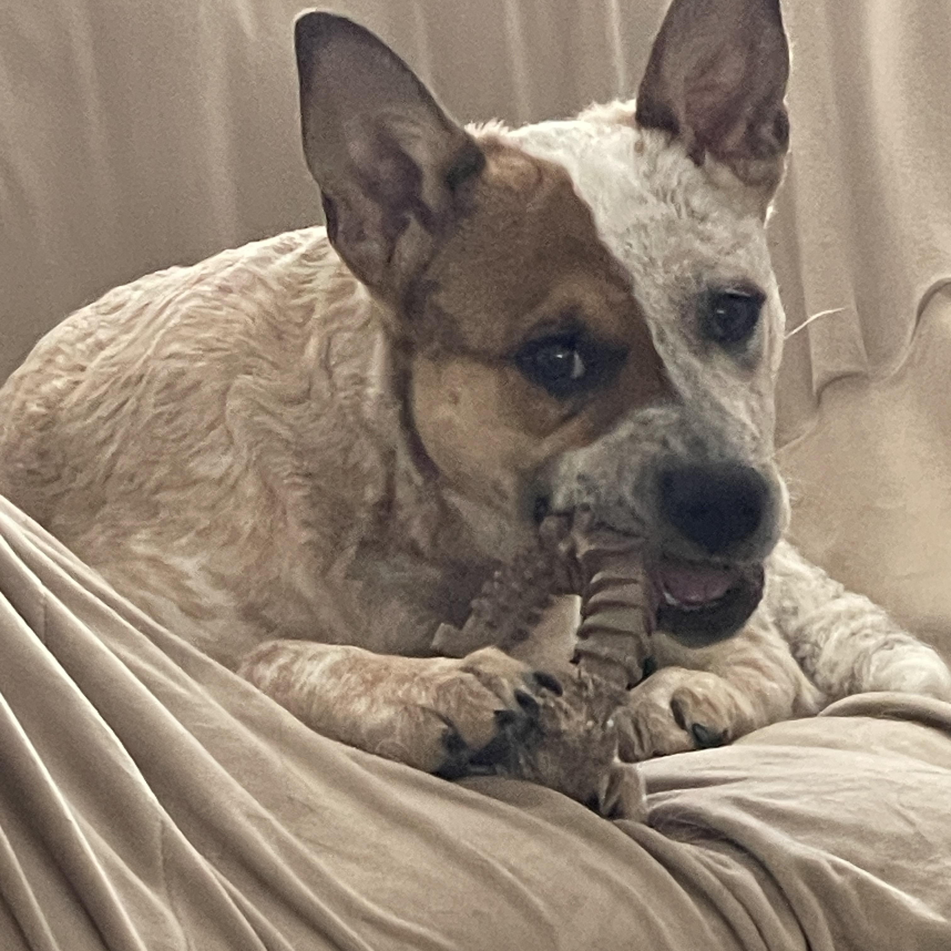 Enlarge Debbie, an adopted mixed breed in Garden City, NY image 2/4