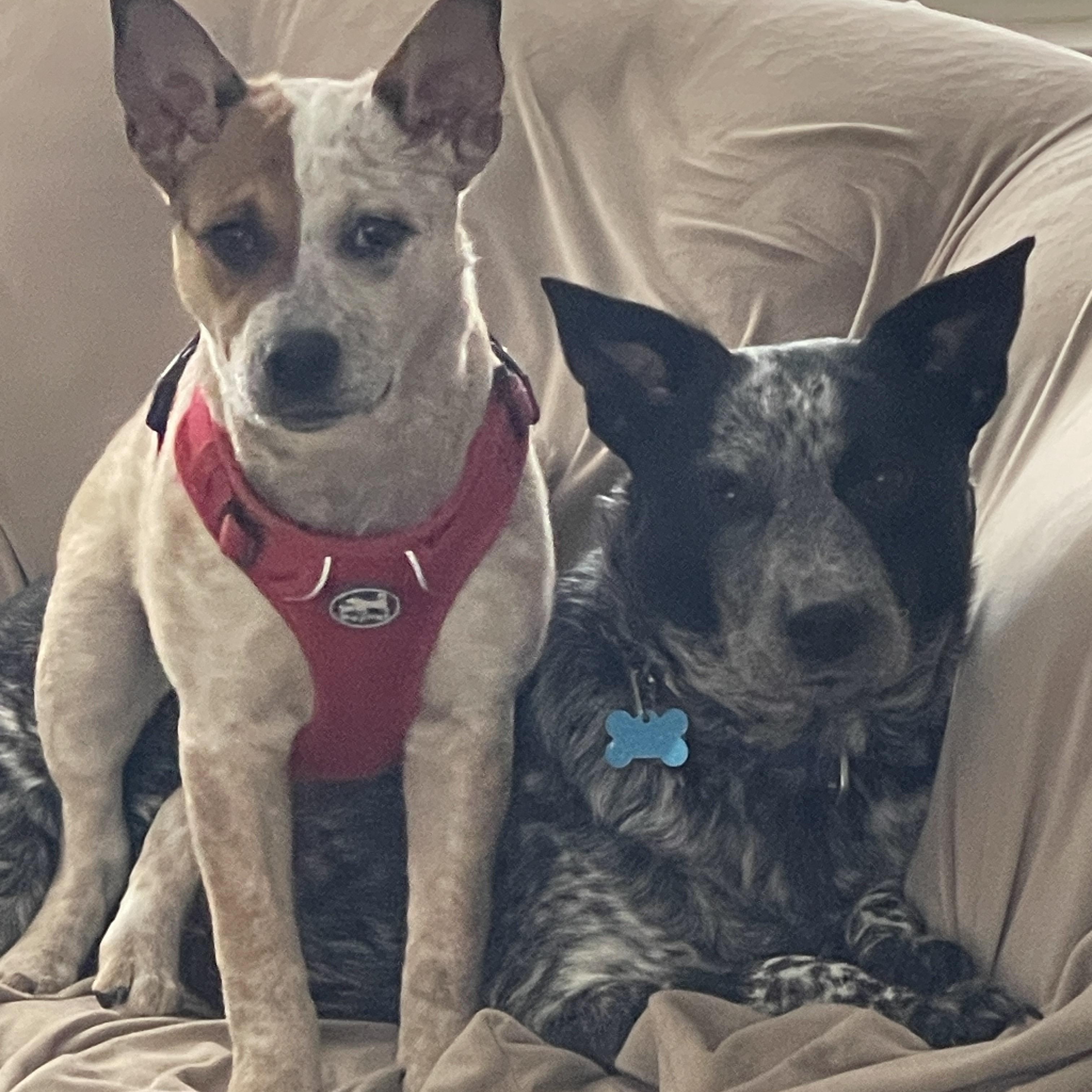 Enlarge Debbie, an adopted mixed breed in Garden City, NY image 3/4