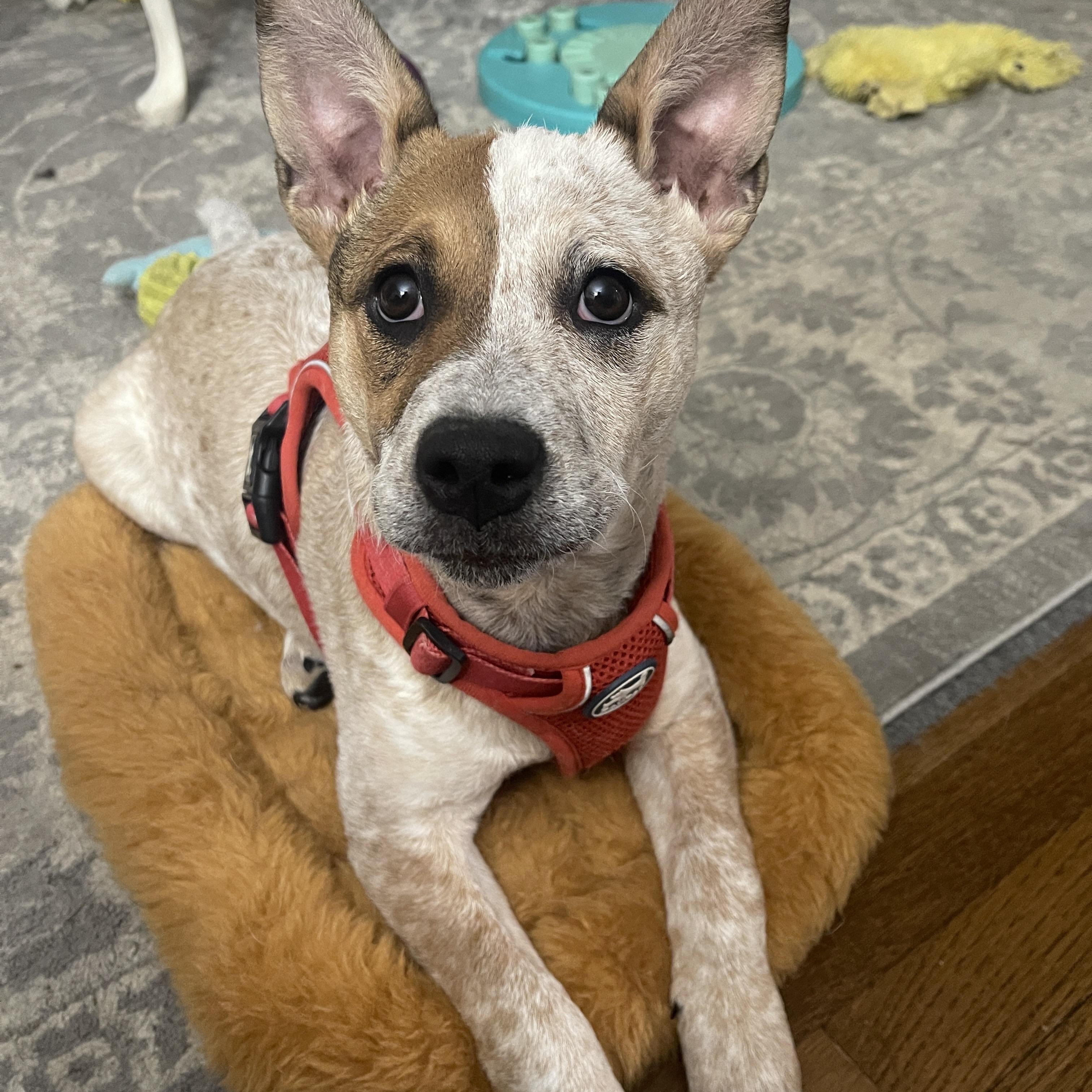 Debbie, ADOPTABLE, Puppy Female Australian Cattle Dog / Blue Heeler.