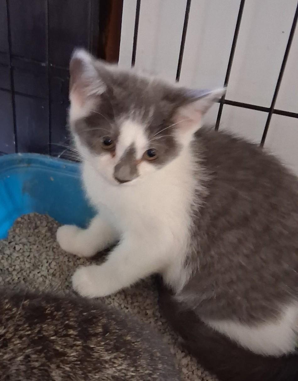 Annette, ADOPTABLE, Kitten Female Domestic Short Hair.