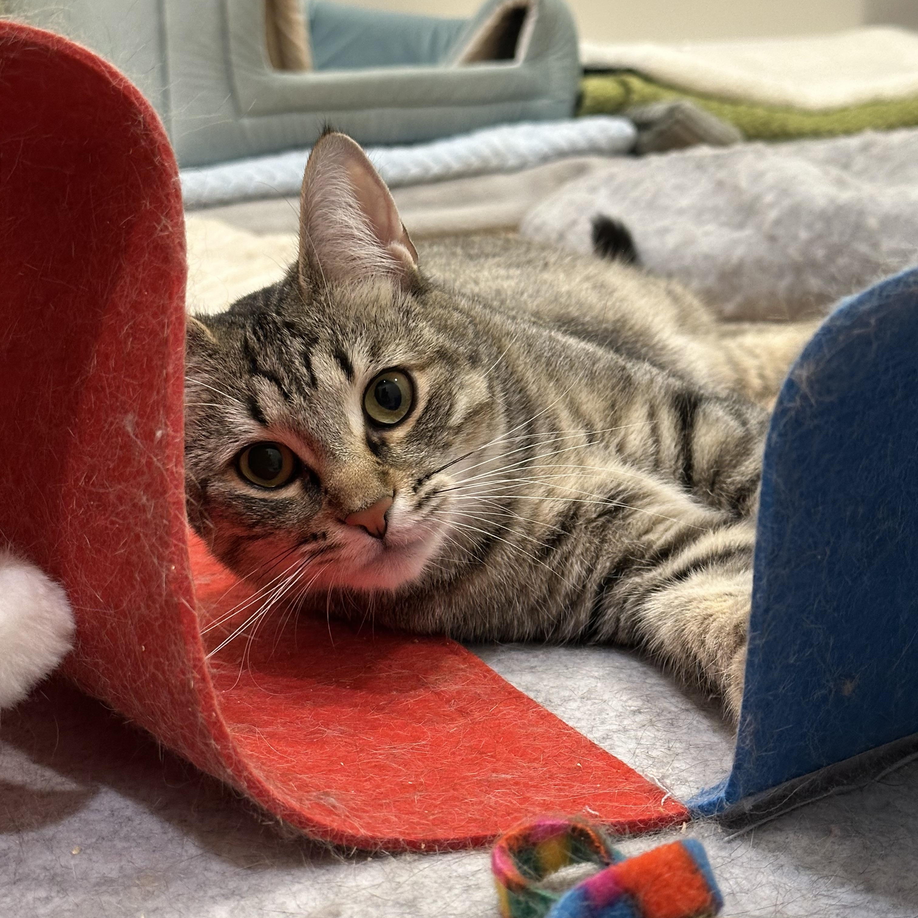 Enlarge Tabatha (part of a bonded pair), a ADOPTABLE Domestic Short Hair in Weehawken, NJ image 3/6