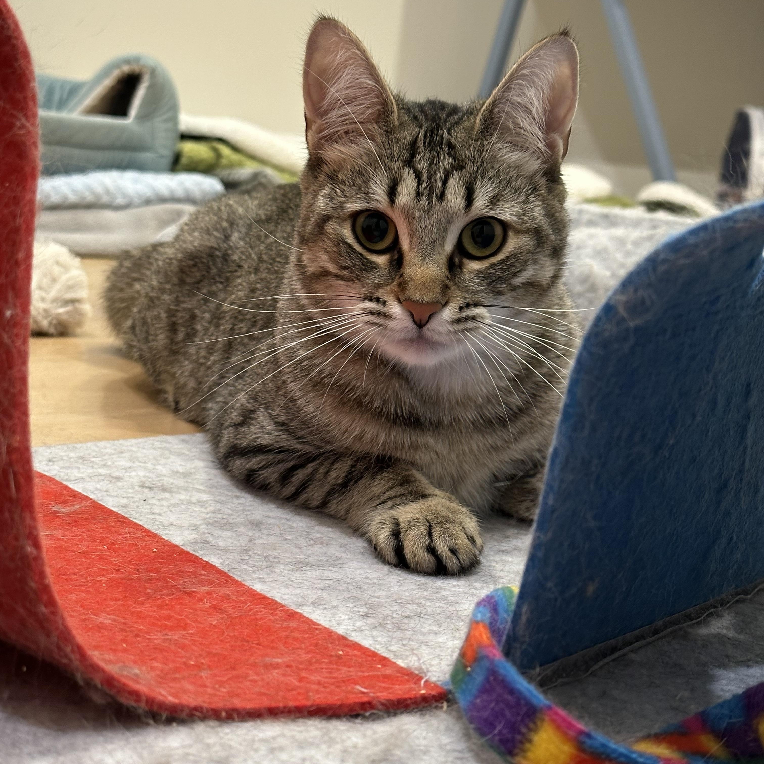 Enlarge Tabatha (part of a bonded pair), a ADOPTABLE Domestic Short Hair in Weehawken, NJ image 2/6
