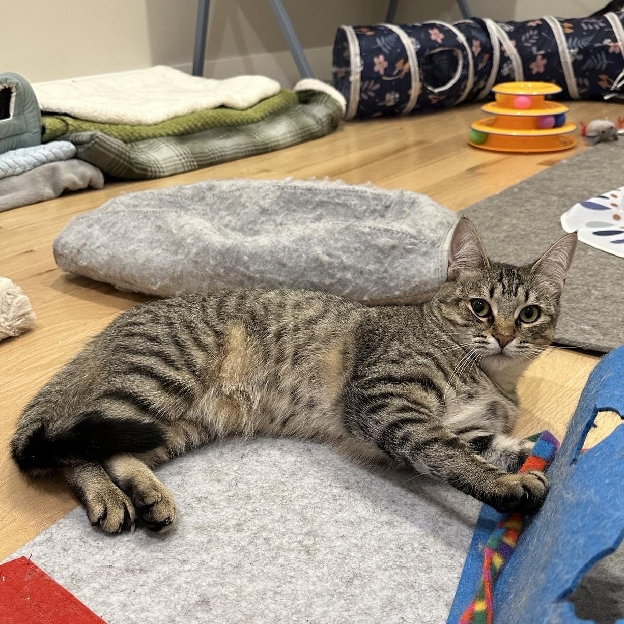 Enlarge Tabatha (part of a bonded pair), a ADOPTABLE Domestic Short Hair in Weehawken, NJ image 4/6
