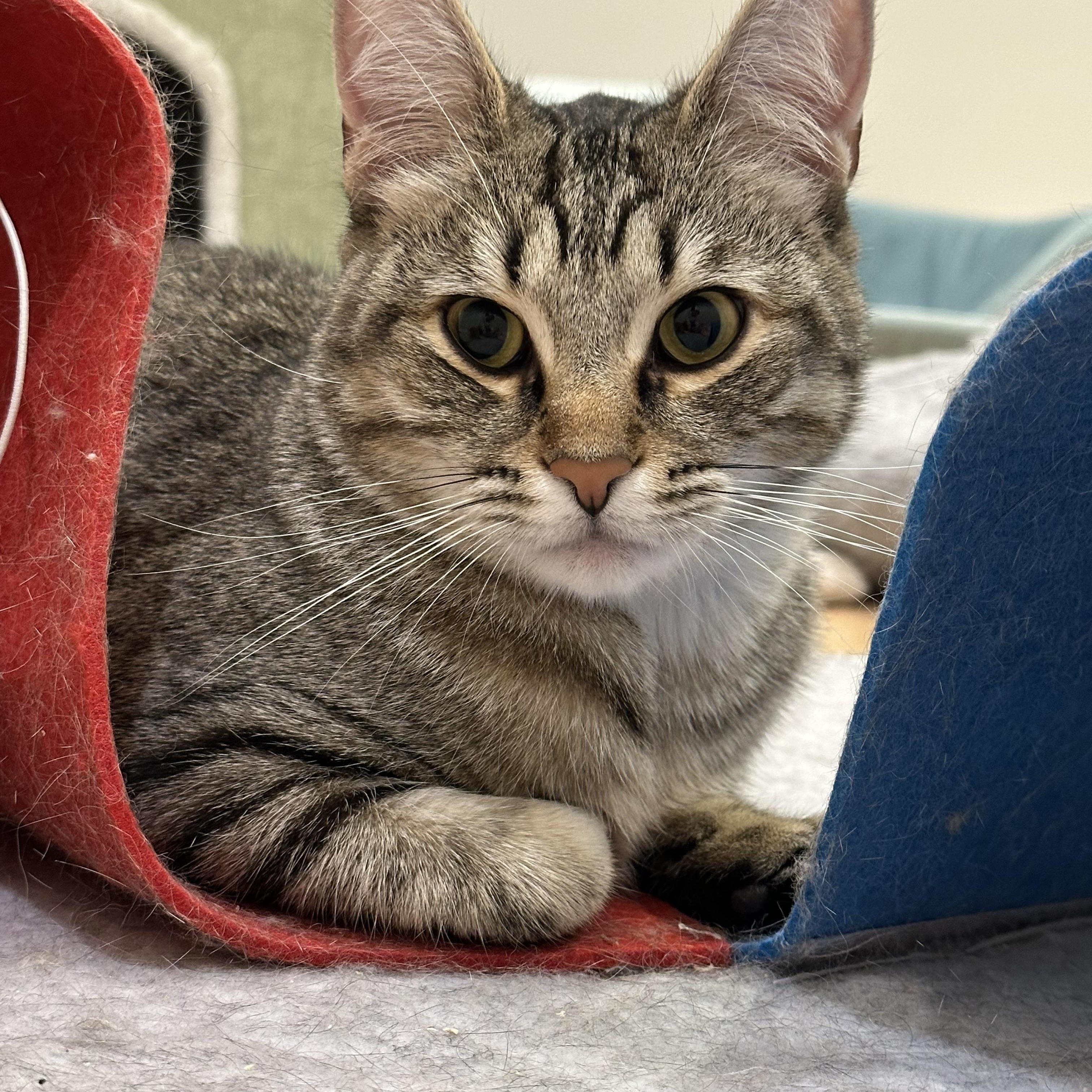Enlarge Tabatha (part of a bonded pair), a ADOPTABLE Domestic Short Hair in Weehawken, NJ image 6/6
