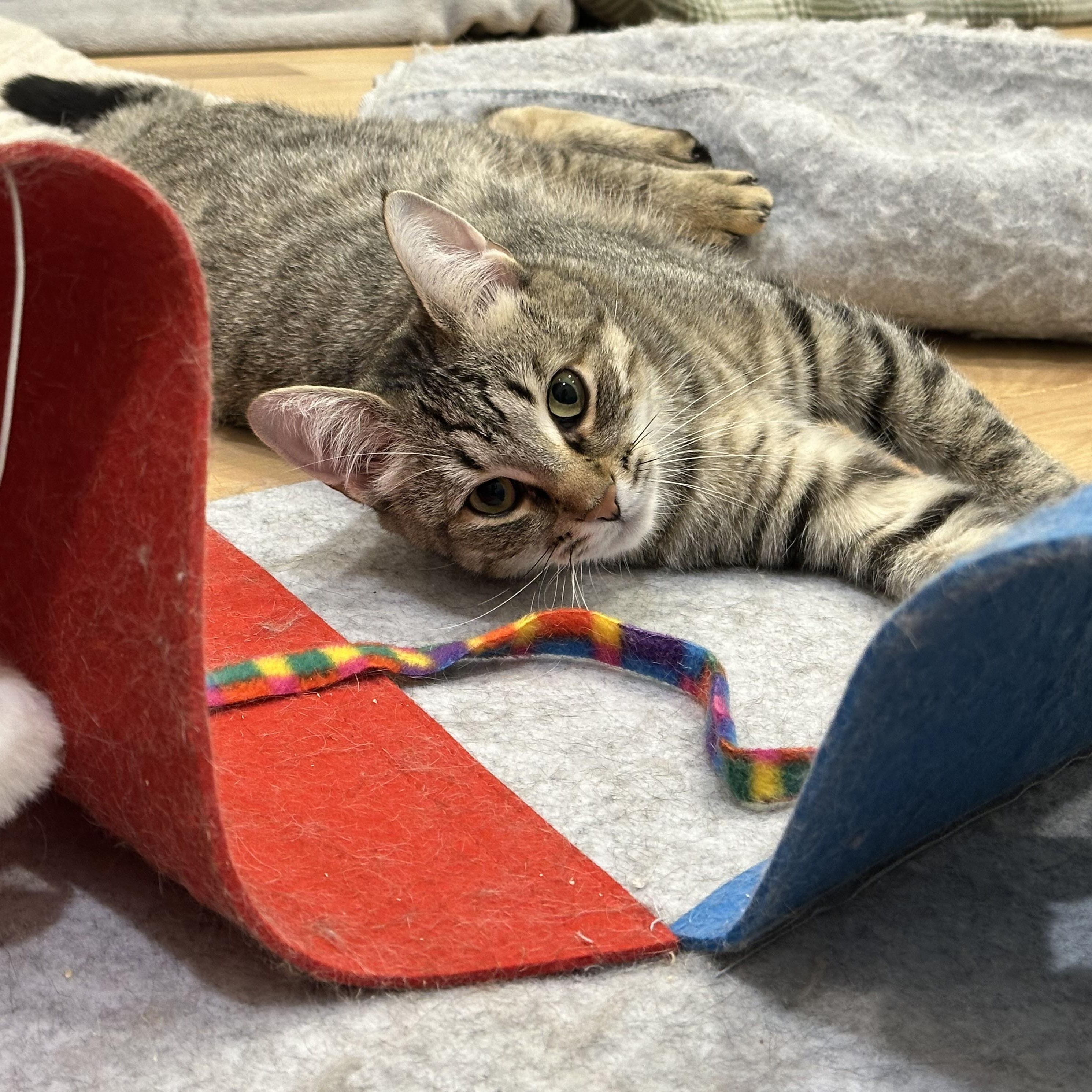 Enlarge Tabatha (part of a bonded pair), a ADOPTABLE Domestic Short Hair in Weehawken, NJ image 1/6