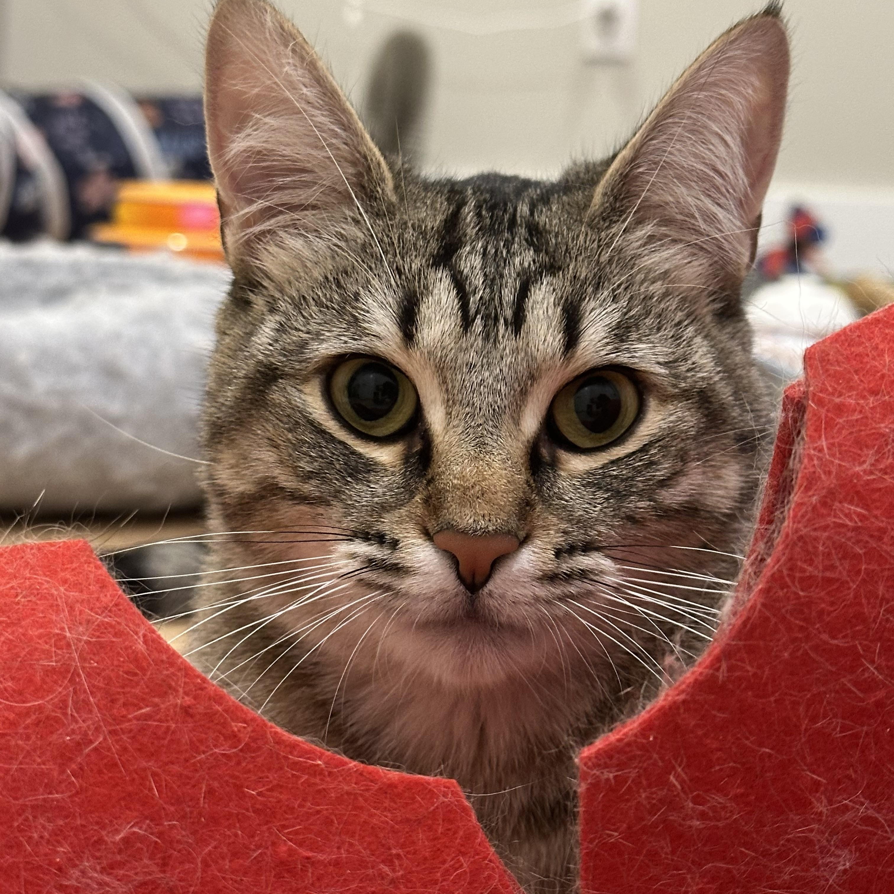 Enlarge Tabatha (part of a bonded pair), a ADOPTABLE Domestic Short Hair in Weehawken, NJ image 5/6