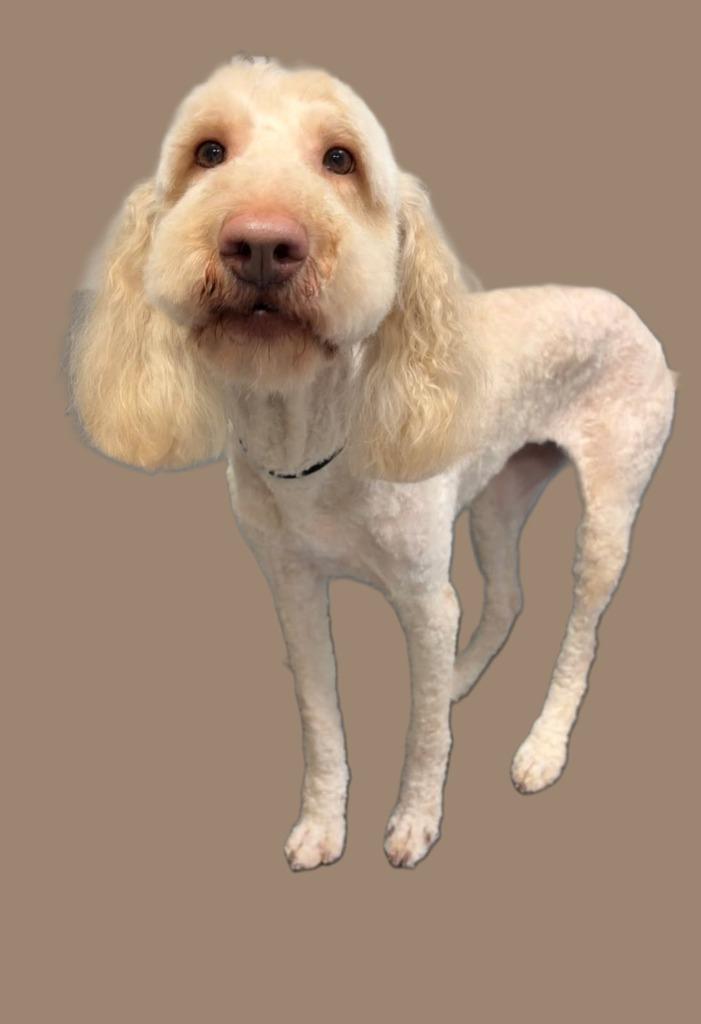 Lucy — thumbnail 3