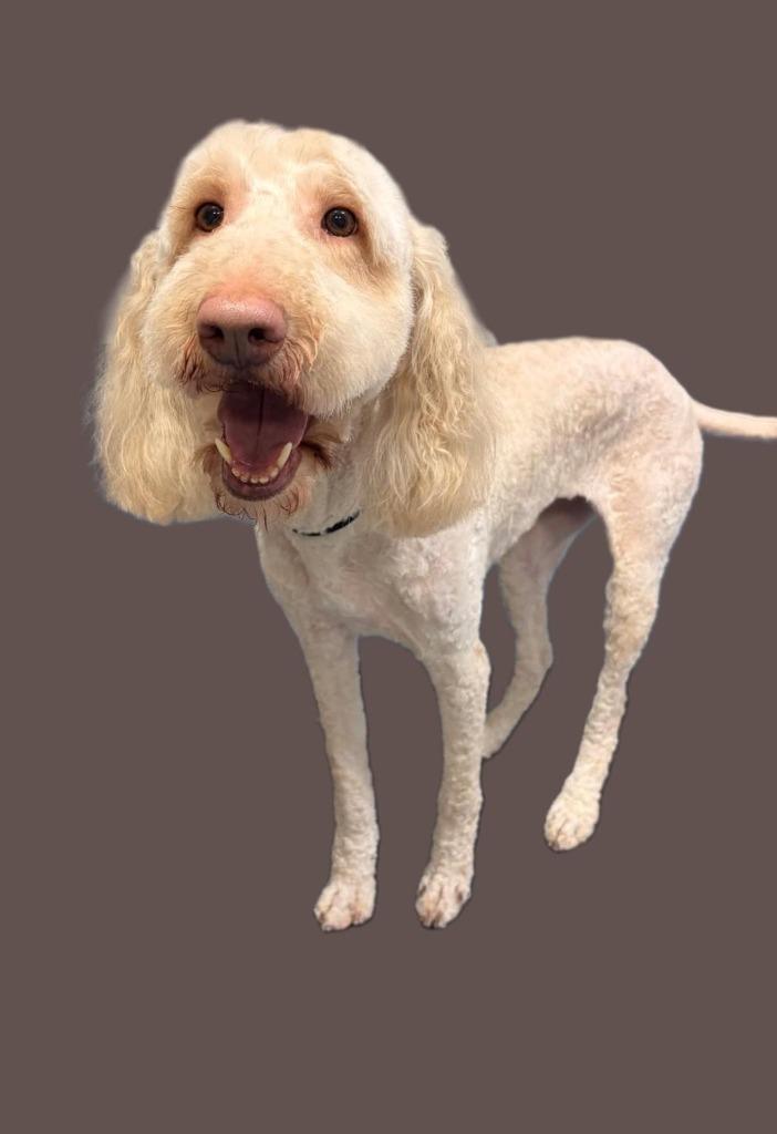 Lucy — thumbnail 4