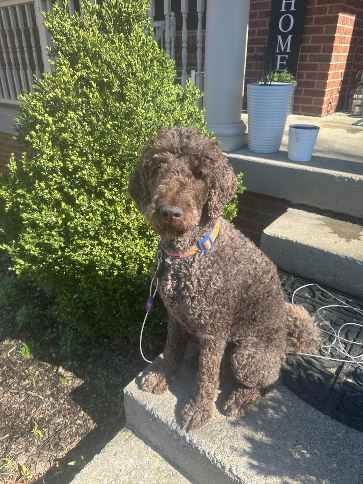 Enlarge Adley, a ADOPTABLE Labradoodle in Lexington, KY image 3/4