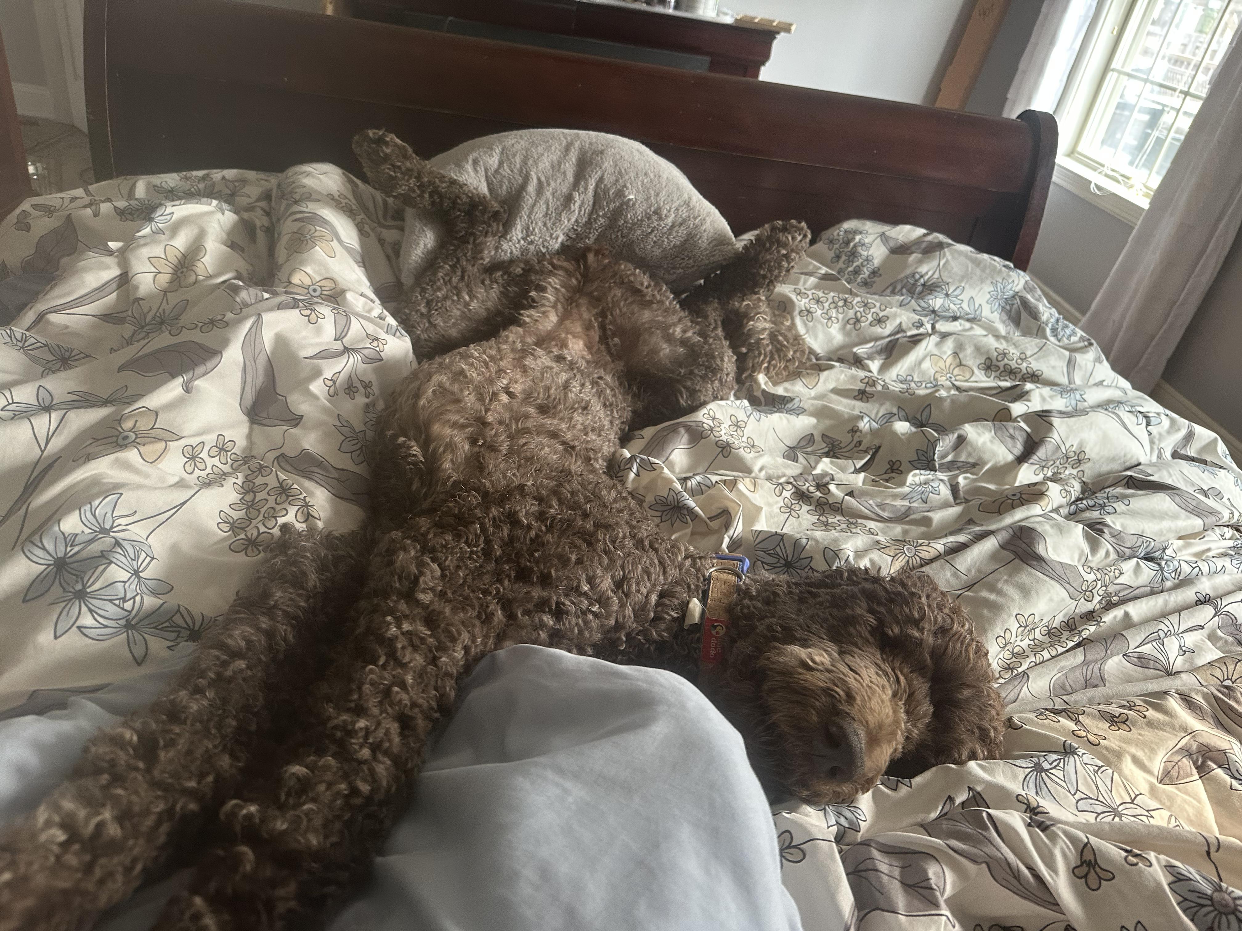 Enlarge Adley, a ADOPTABLE Labradoodle in Lexington, KY image 2/4