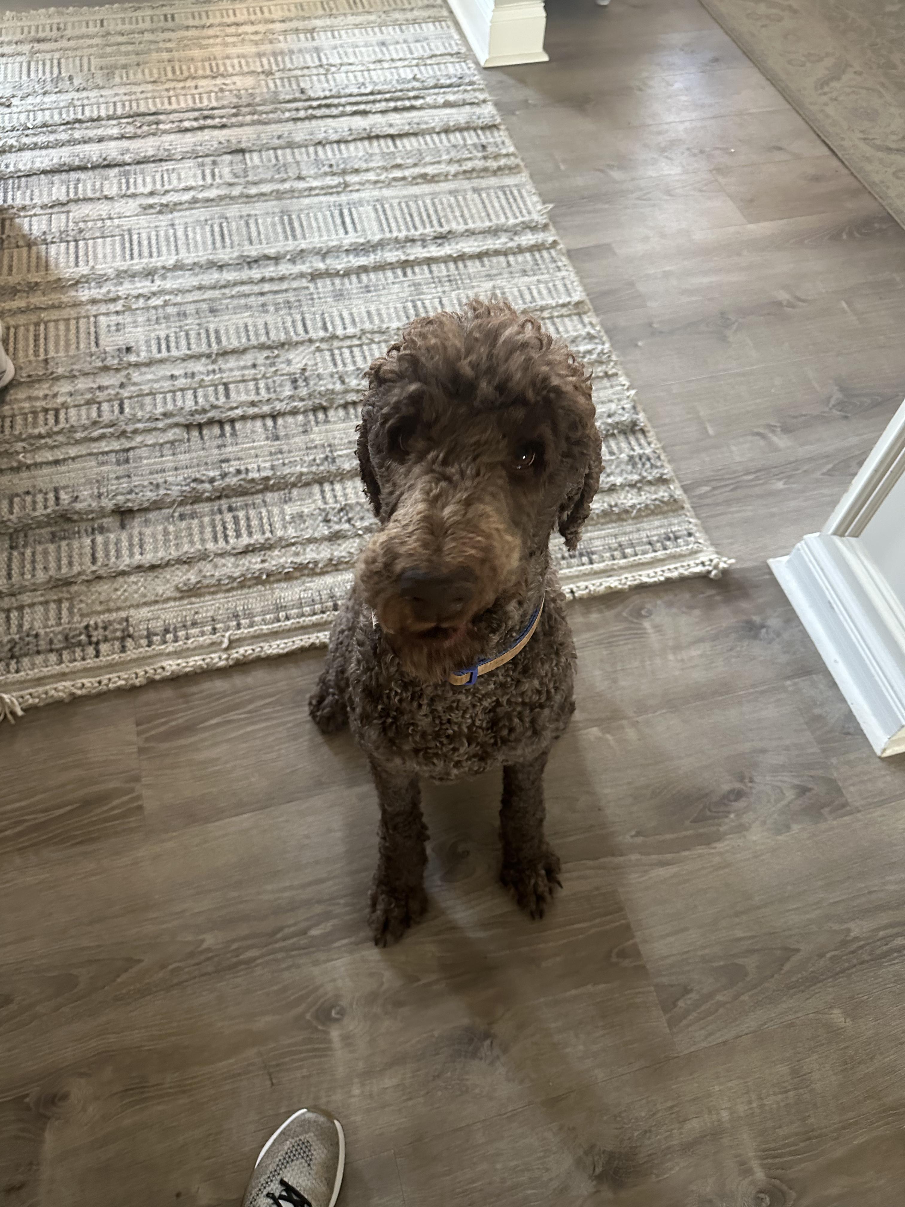 Enlarge Adley, a ADOPTABLE Labradoodle in Lexington, KY image 4/4