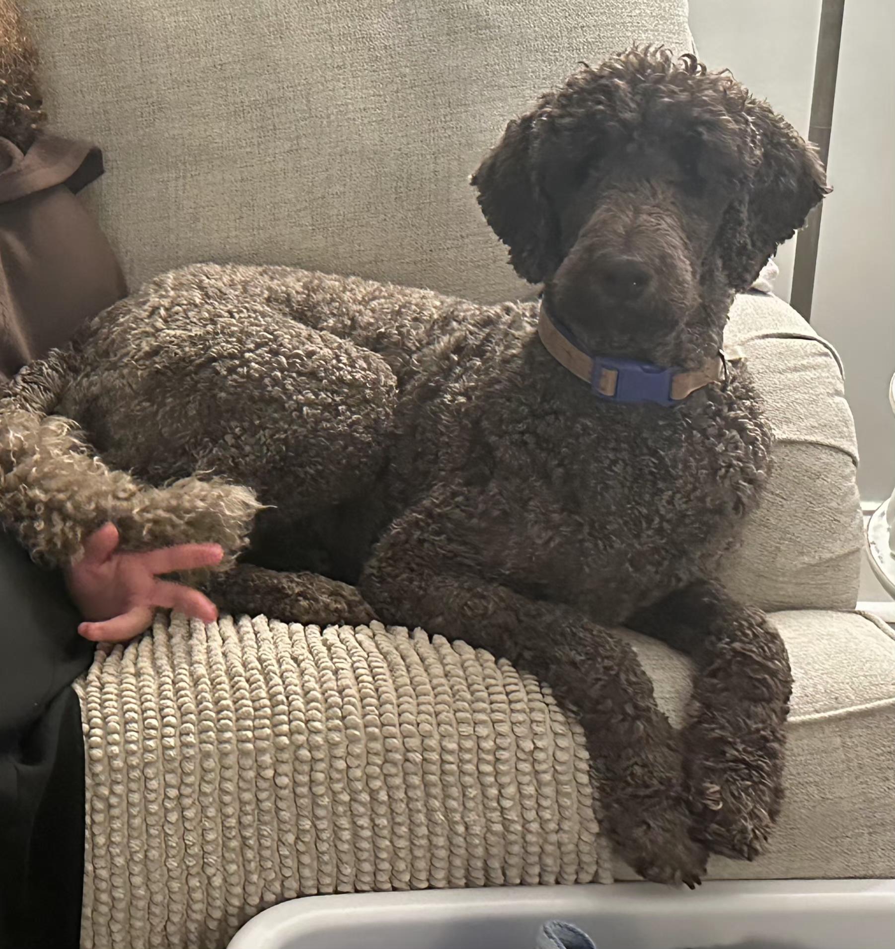 Adley, ADOPTABLE, Adult Female Labradoodle.