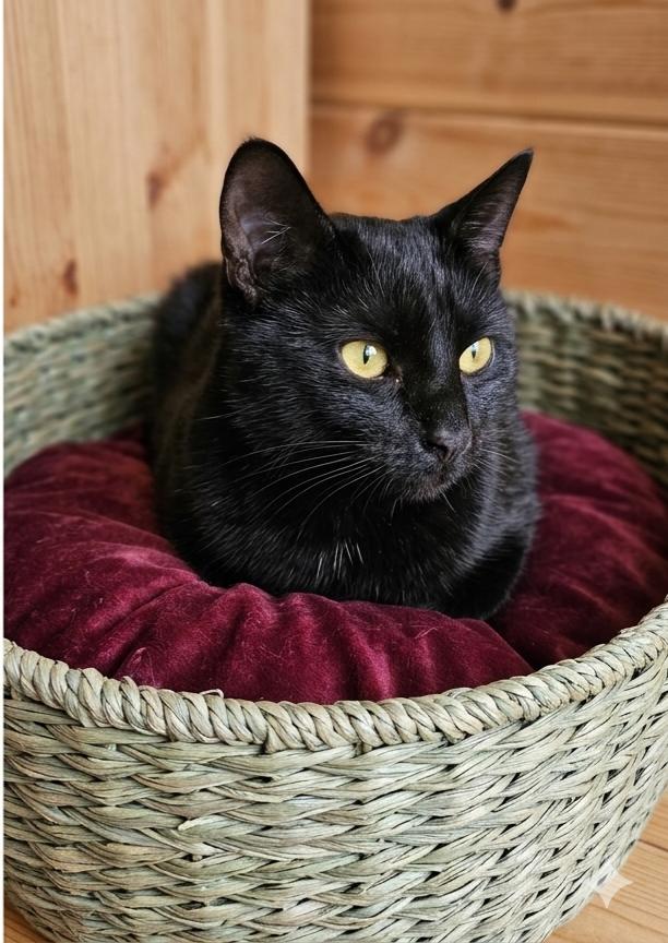 Huckleberry, ADOPTABLE, Adult Male Domestic Short Hair.