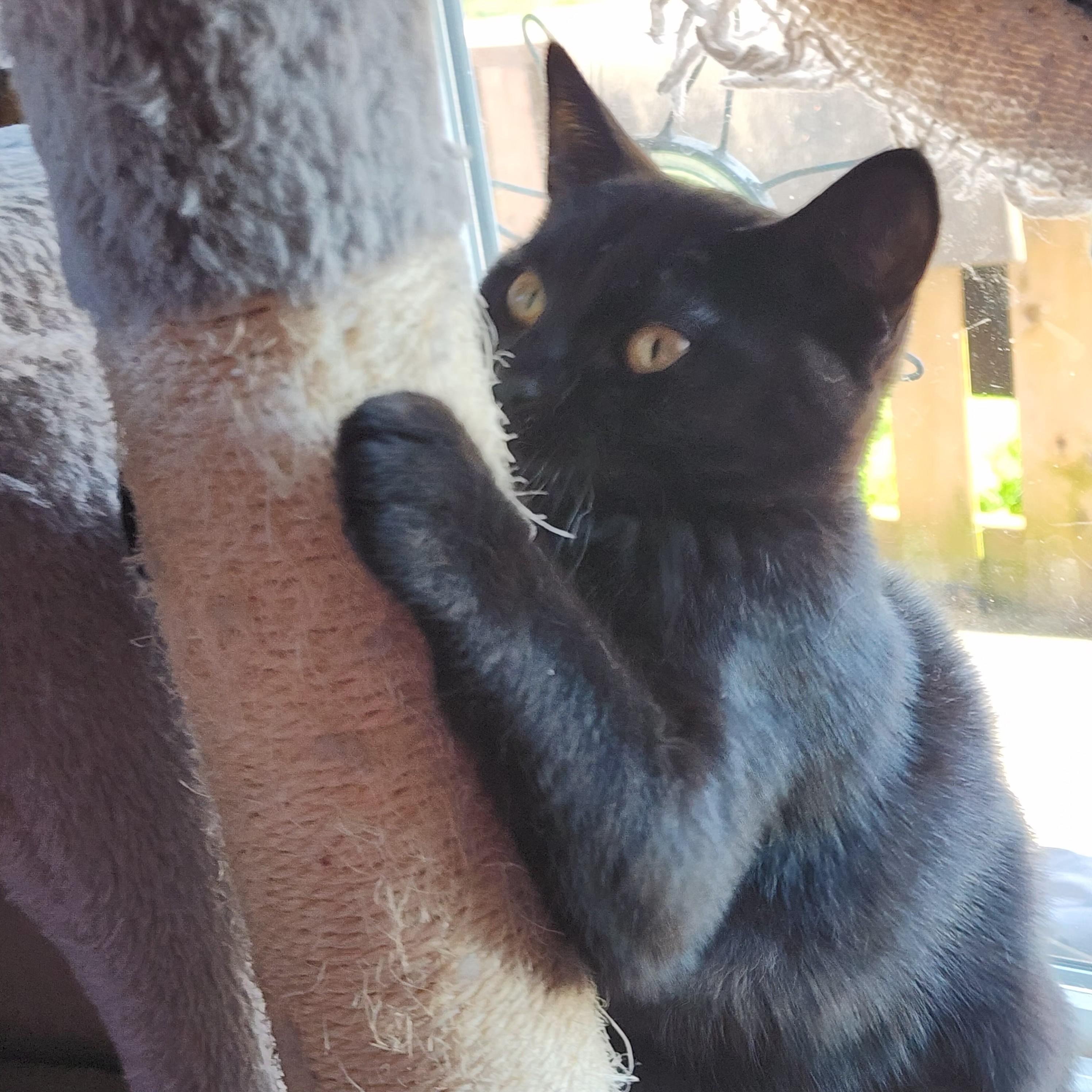 Sora, adopted, Kitten Female Domestic Short Hair.