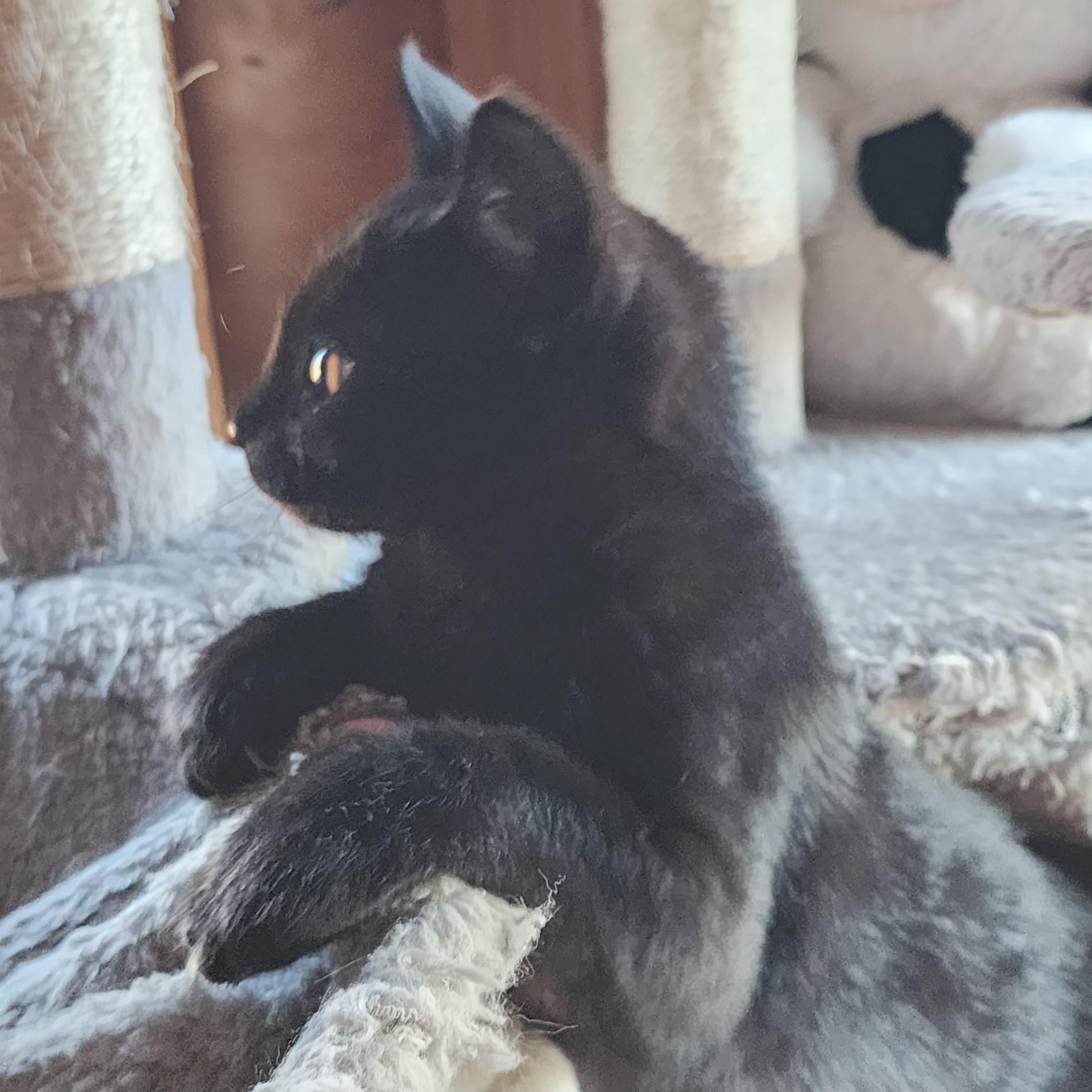 Enlarge Sora, an adopted Domestic Short Hair in Springfield, OR image 2/3