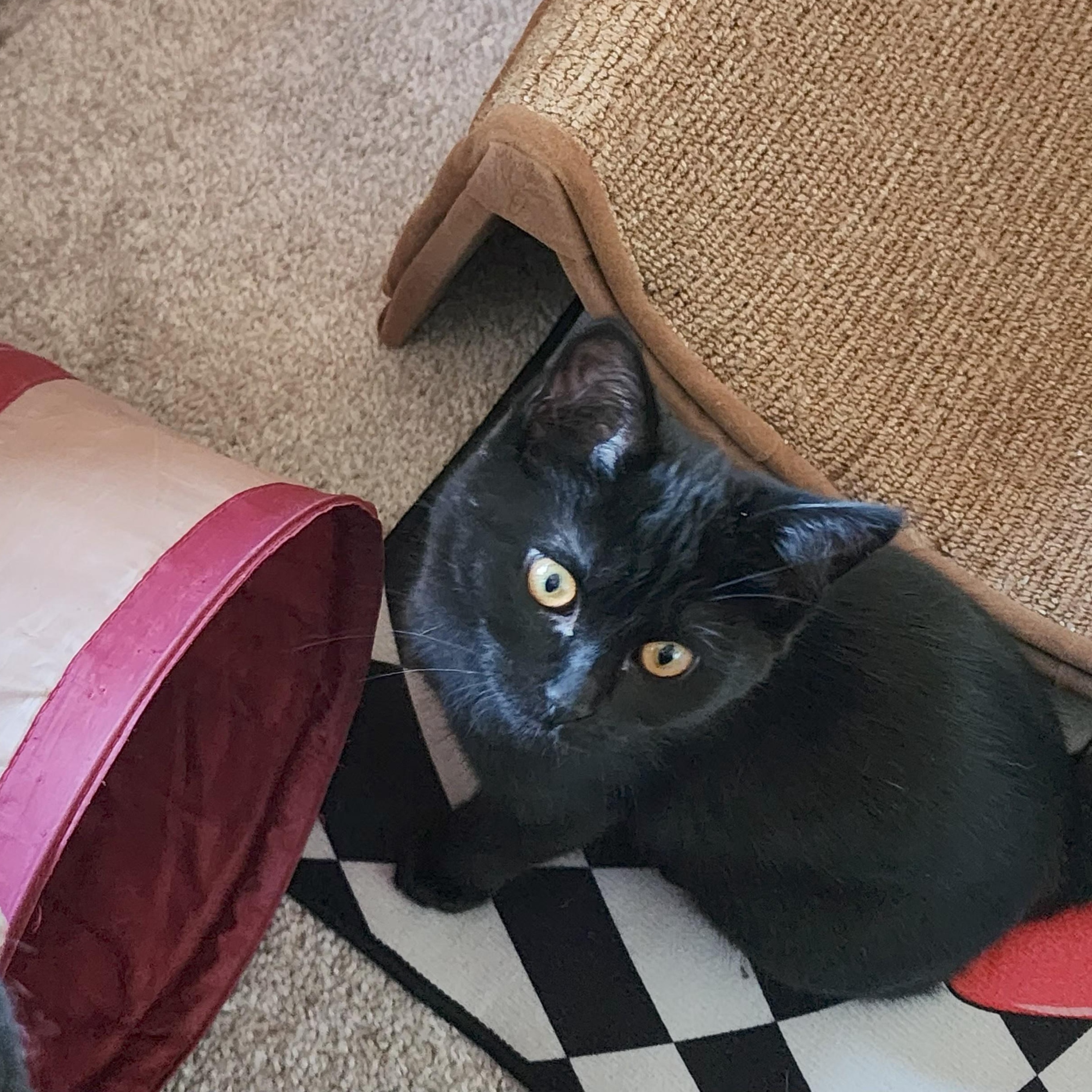 Enlarge Sora, an adopted Domestic Short Hair in Springfield, OR image 3/3