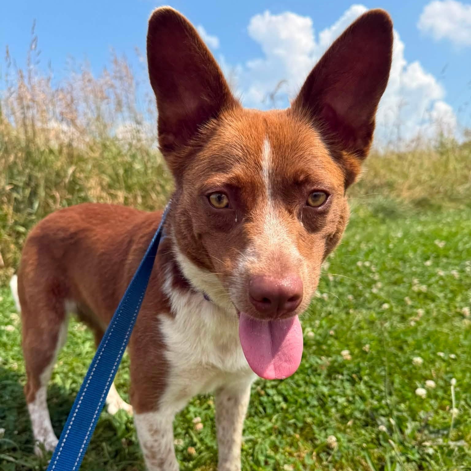 Carey, a ADOPTABLE mixed breed in Washington, PA image 1/4