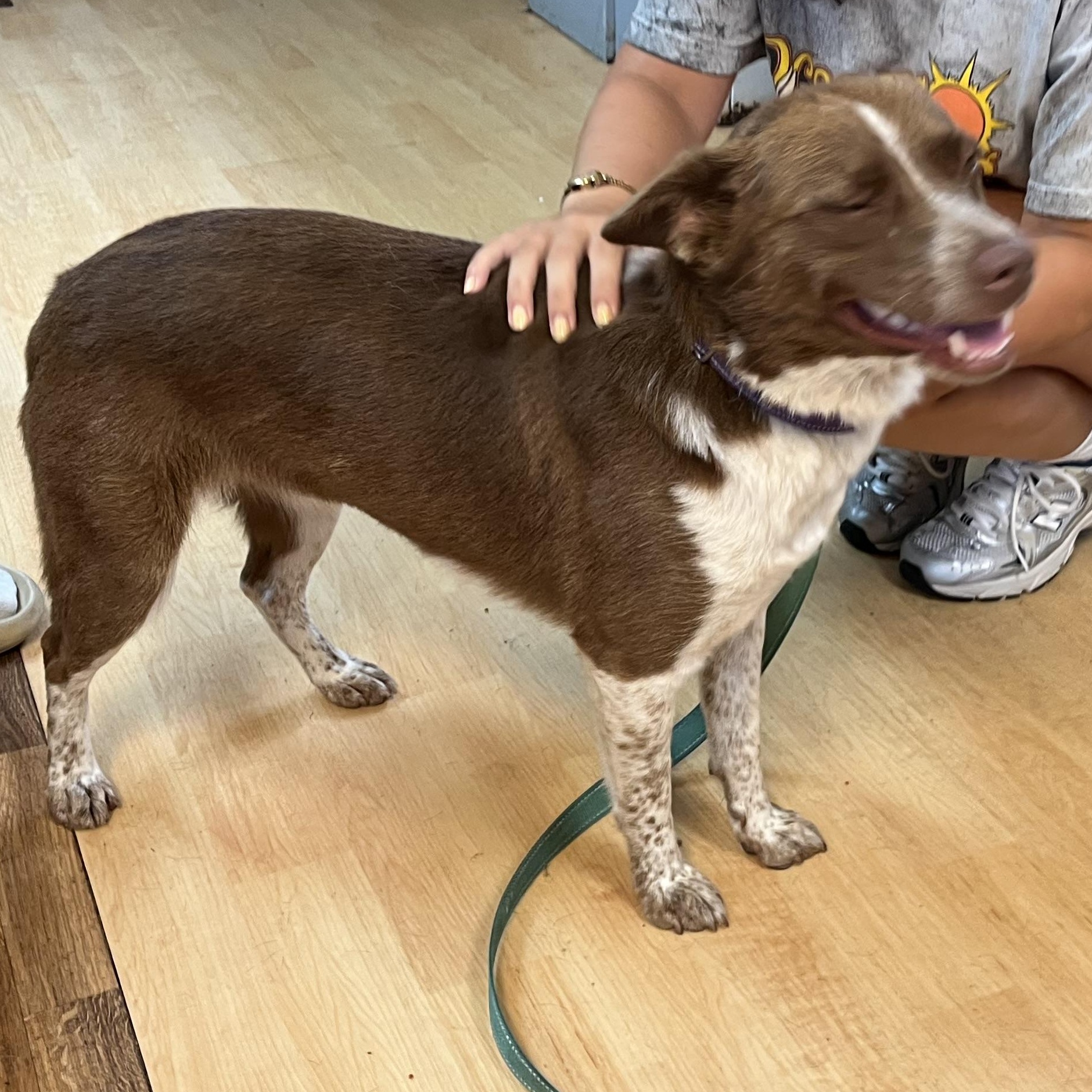 Carey, a ADOPTABLE mixed breed in Washington, PA image 3/4