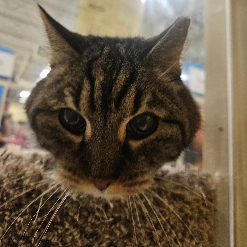 Gray, Adoptable, Senior Female Domestic Short Hair.