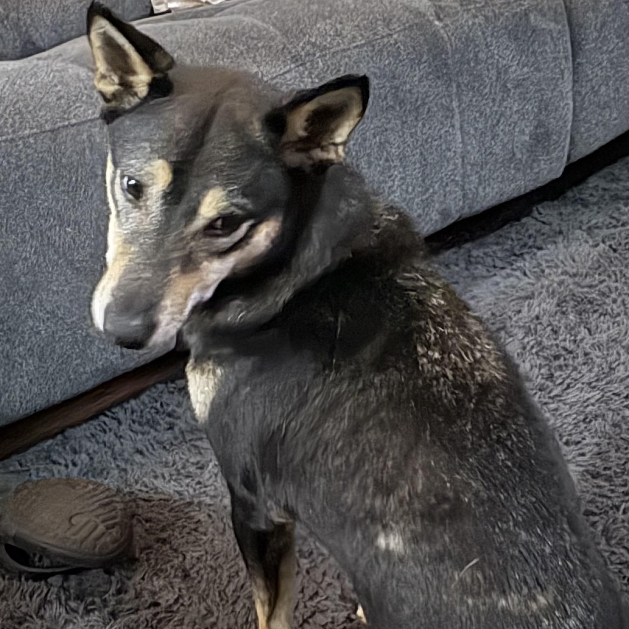 Enlarge Hella (Hotel), an adopted mixed breed in Brewton, AL image 2/5