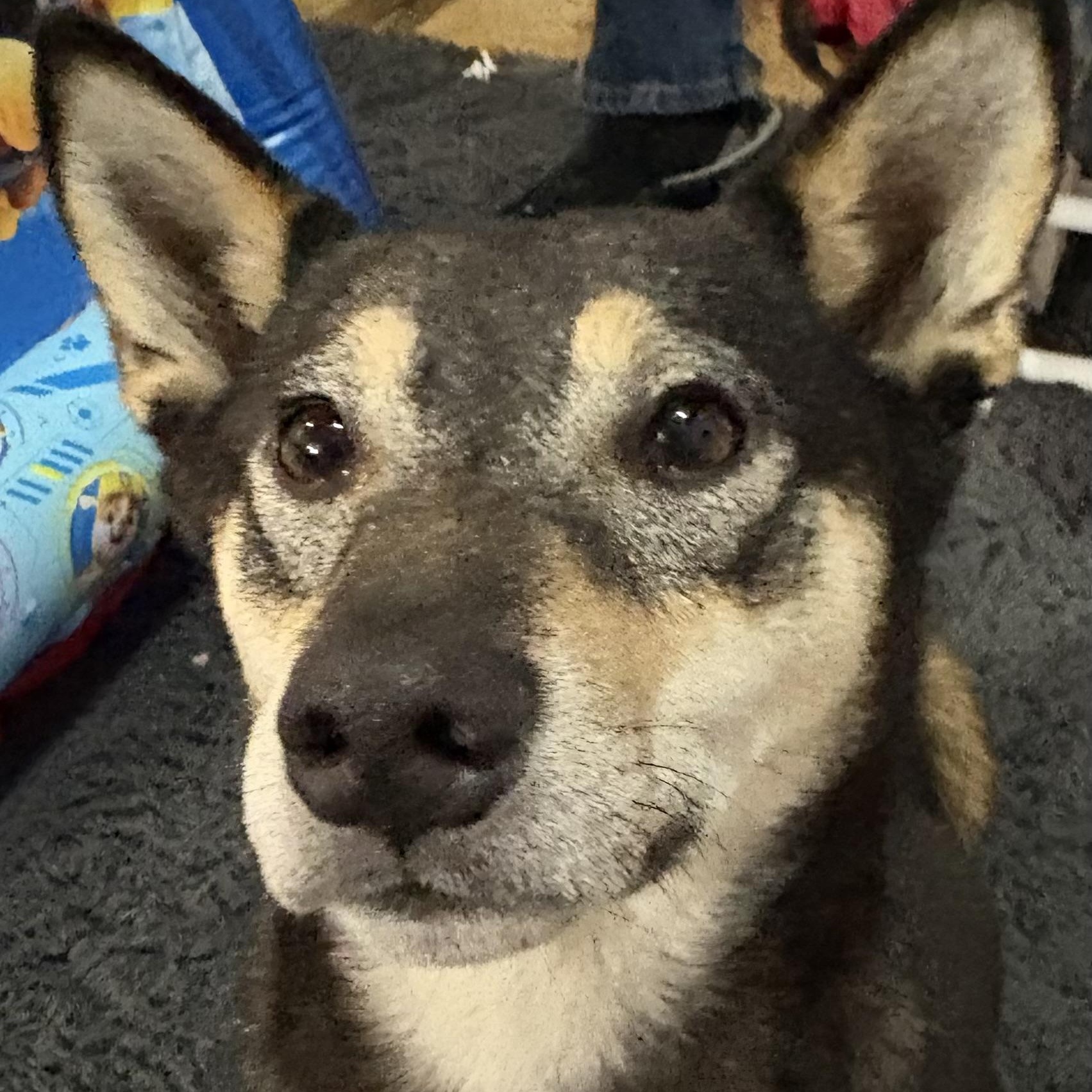 Enlarge Hella (Hotel), an adopted mixed breed in Brewton, AL image 5/5