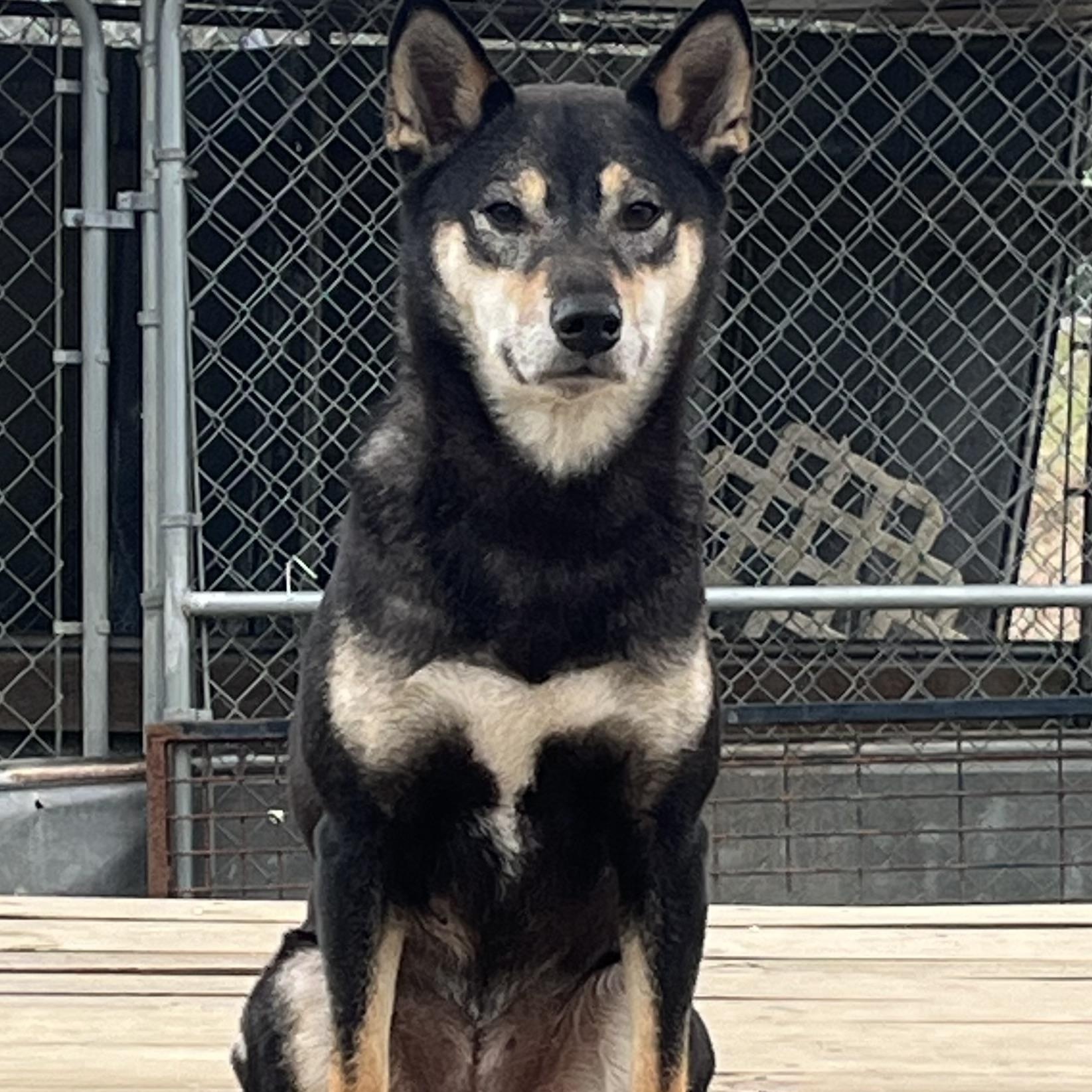 Enlarge Hella (Hotel), an adopted mixed breed in Brewton, AL image 4/5