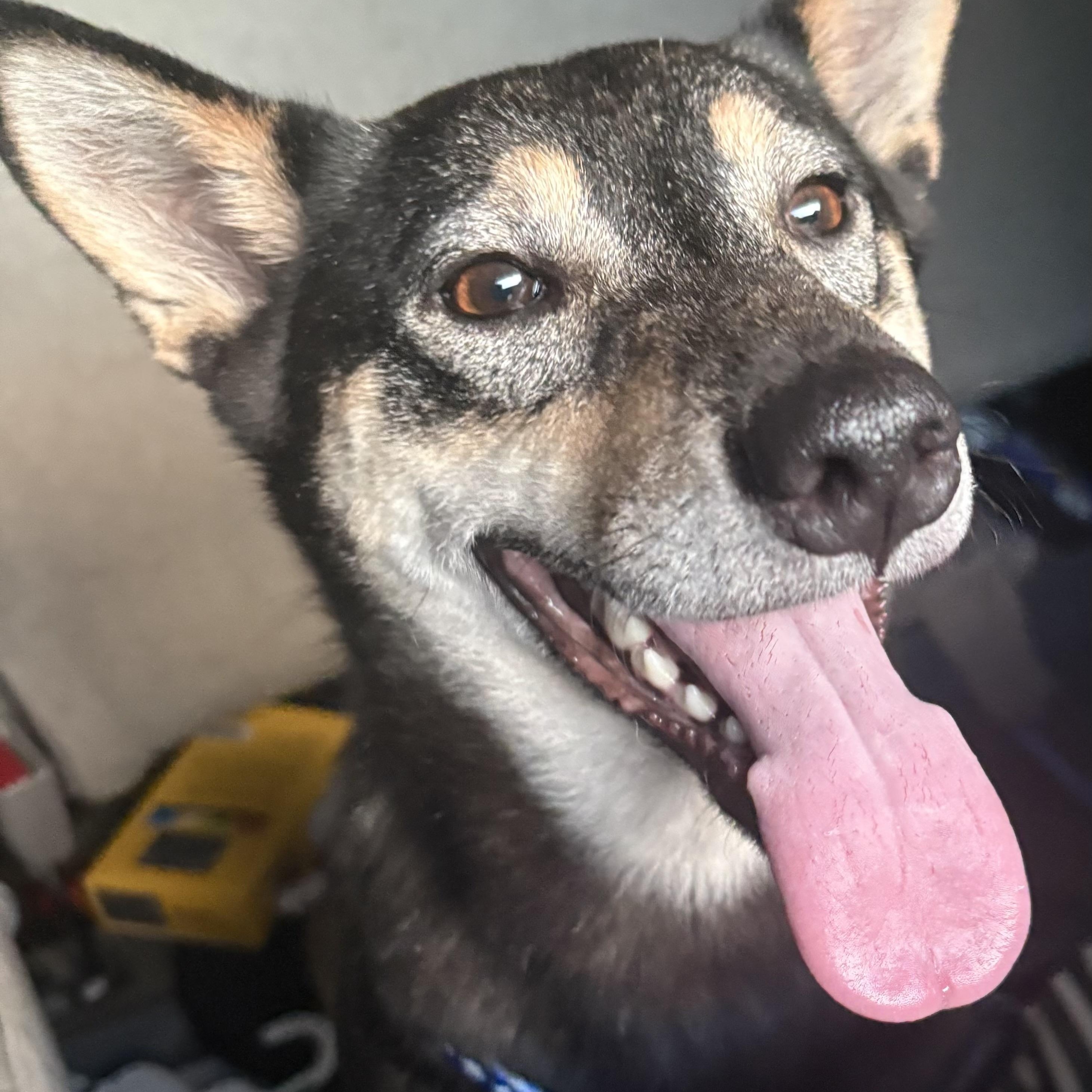 Enlarge Hella (Hotel), an adopted mixed breed in Brewton, AL image 3/5