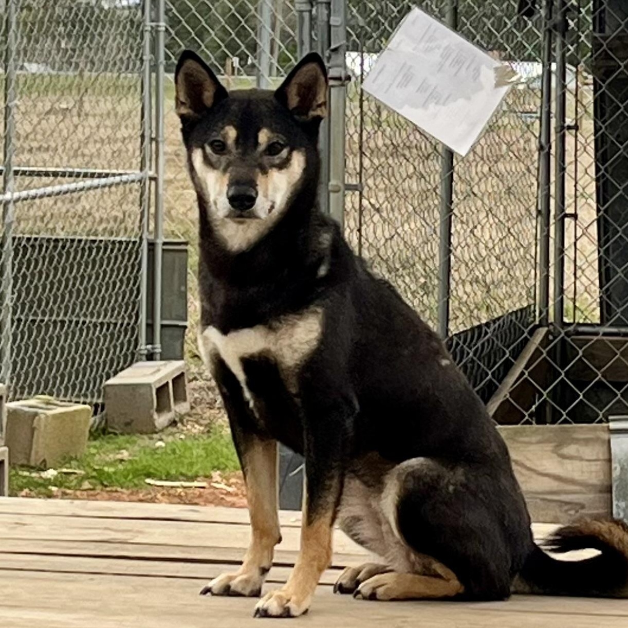 Enlarge Hella (Hotel), an adopted mixed breed in Brewton, AL image 1/5