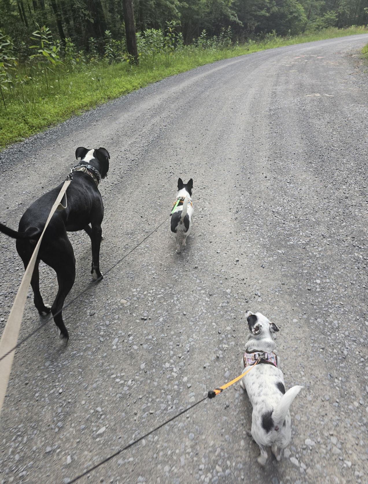 Peppermint Patty and Sally, a Adopted mixed breed in Columbia, MD image 1/3