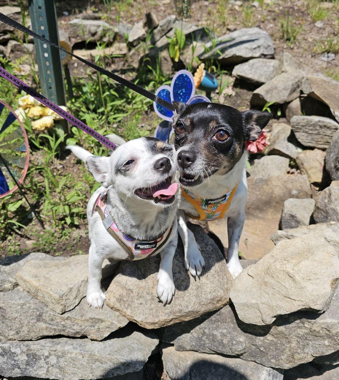 Peppermint Patty and Sally, a Adopted mixed breed in Columbia, MD image 2/3